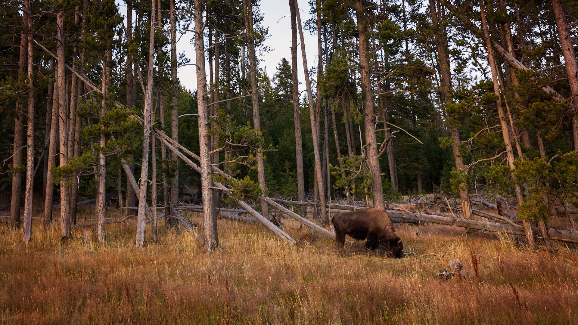 LONE BISON | YOSEMITE NATIONAL PARK