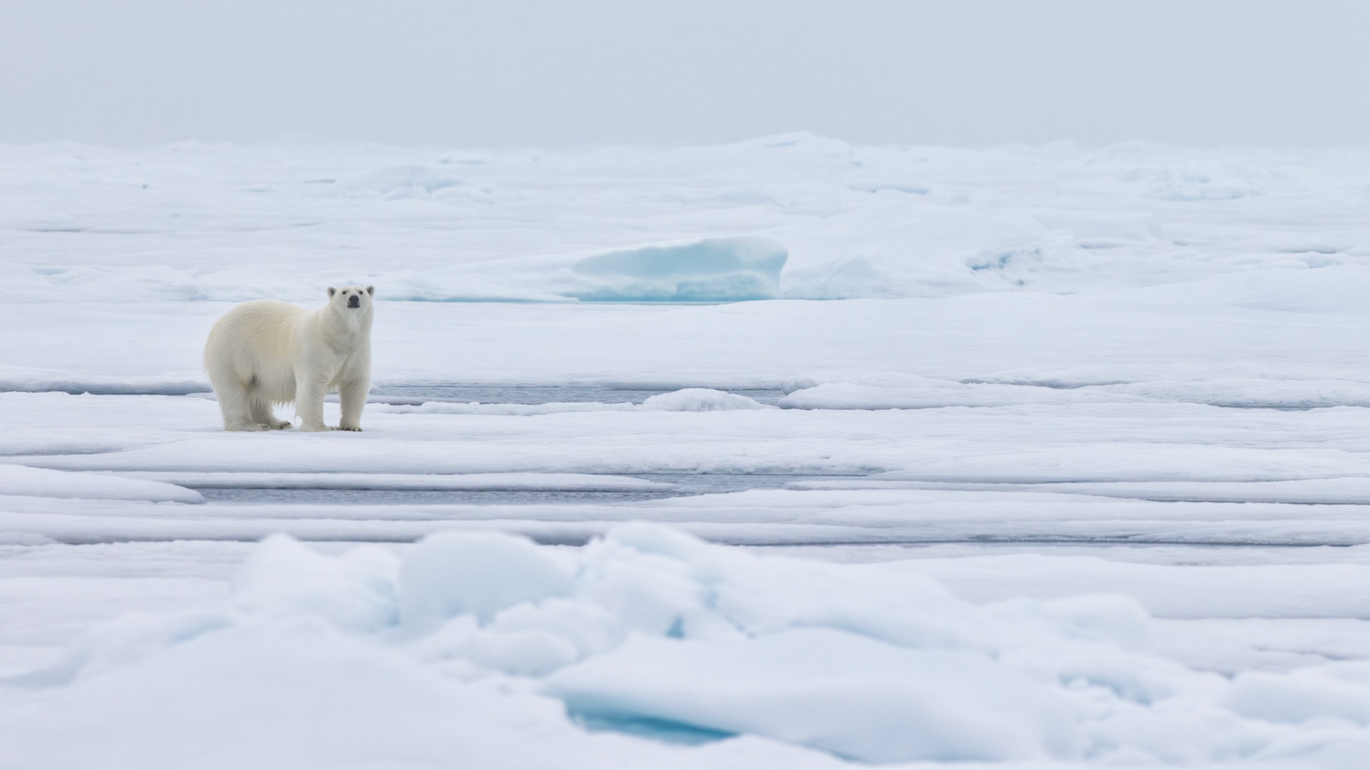 STILLNESS |  A solitary polar bear stands quietly among the drifting sea ice of Svalbard, surrounded by an Arctic landscape that seems to stretch beyond time. In the silence of this frozen world, the image becomes a meditation on solitude, resilience, and the profound beauty of simply being.