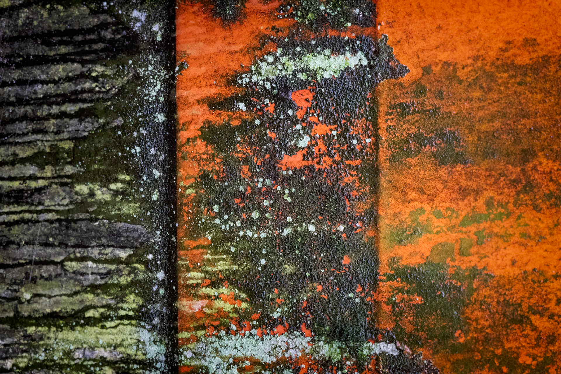 LICHEN AND OXIDE  |  Time, weather, and nature collaborated on this canvas for decades. What was once painted metal has become a rich tapestry of rust, lichen, oxidation, and fading pigment, creating an abstract composition that feels more like a modern painting than the surface of an old automobile.At Old Car City, I often find myself looking past the vehicles and into the details. In this close study of texture, the story is no longer about transportation but transformation. The machine disappears, leaving behind color, texture, and the quiet artistry of time itself.