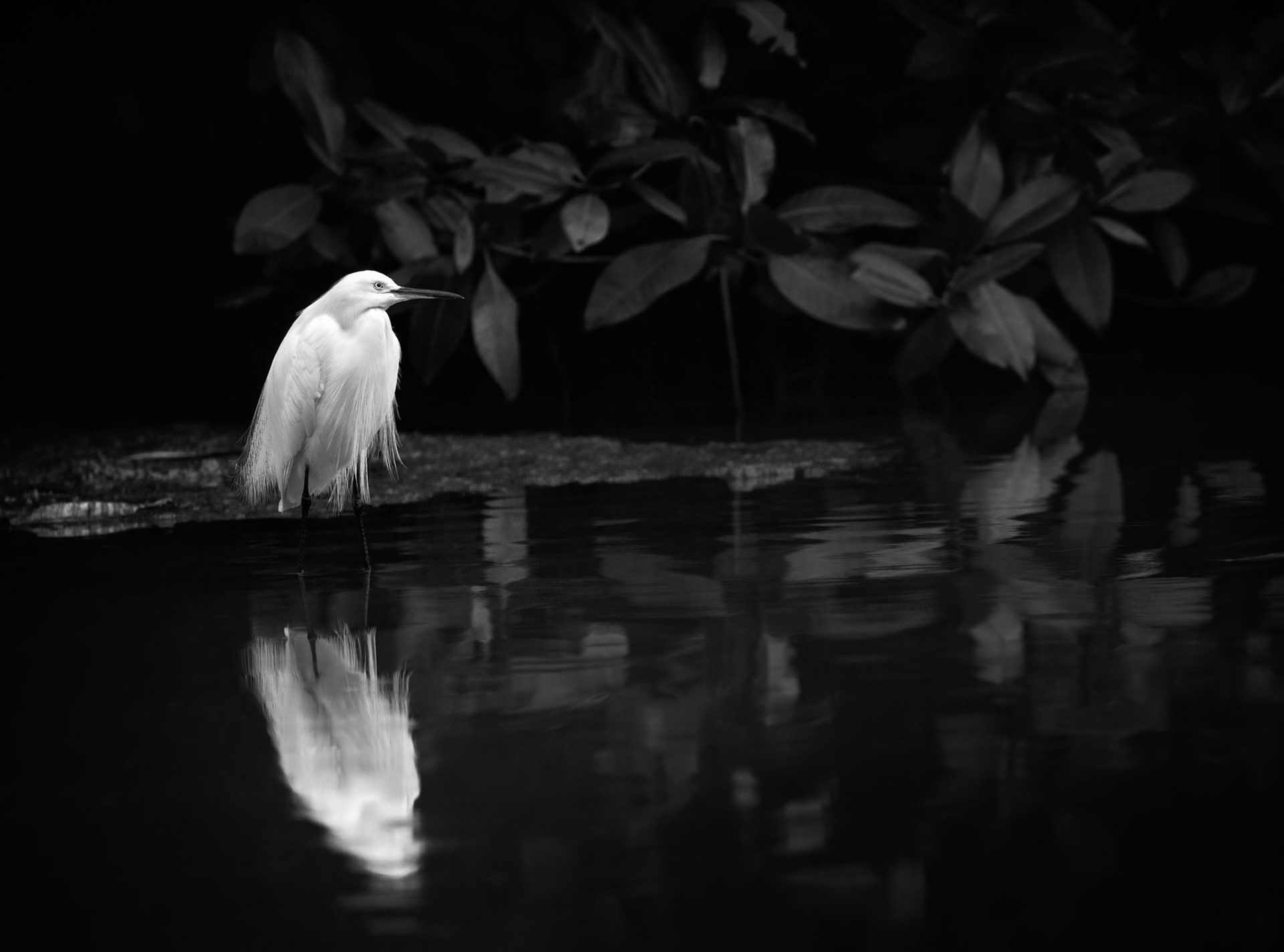 IF PHYLLIS DILLER WERE A BIRD  |  Standing quietly in the shadows of a Costa Rican mangrove, this snowy egret immediately brought to mind the unmistakable hairstyle of Phyllis Diller. Its wispy breeding plumes seemed to have a personality all their own, cascading in every direction with an elegance that was equal parts graceful and comedic.The contrast was impossible to ignore. Against the dark water and dense foliage, the brilliant white bird appeared almost luminous, its reflection doubling the effect. What began as a wildlife encounter quickly became a character portrait, proving that nature occasionally has a wonderful sense of humor.