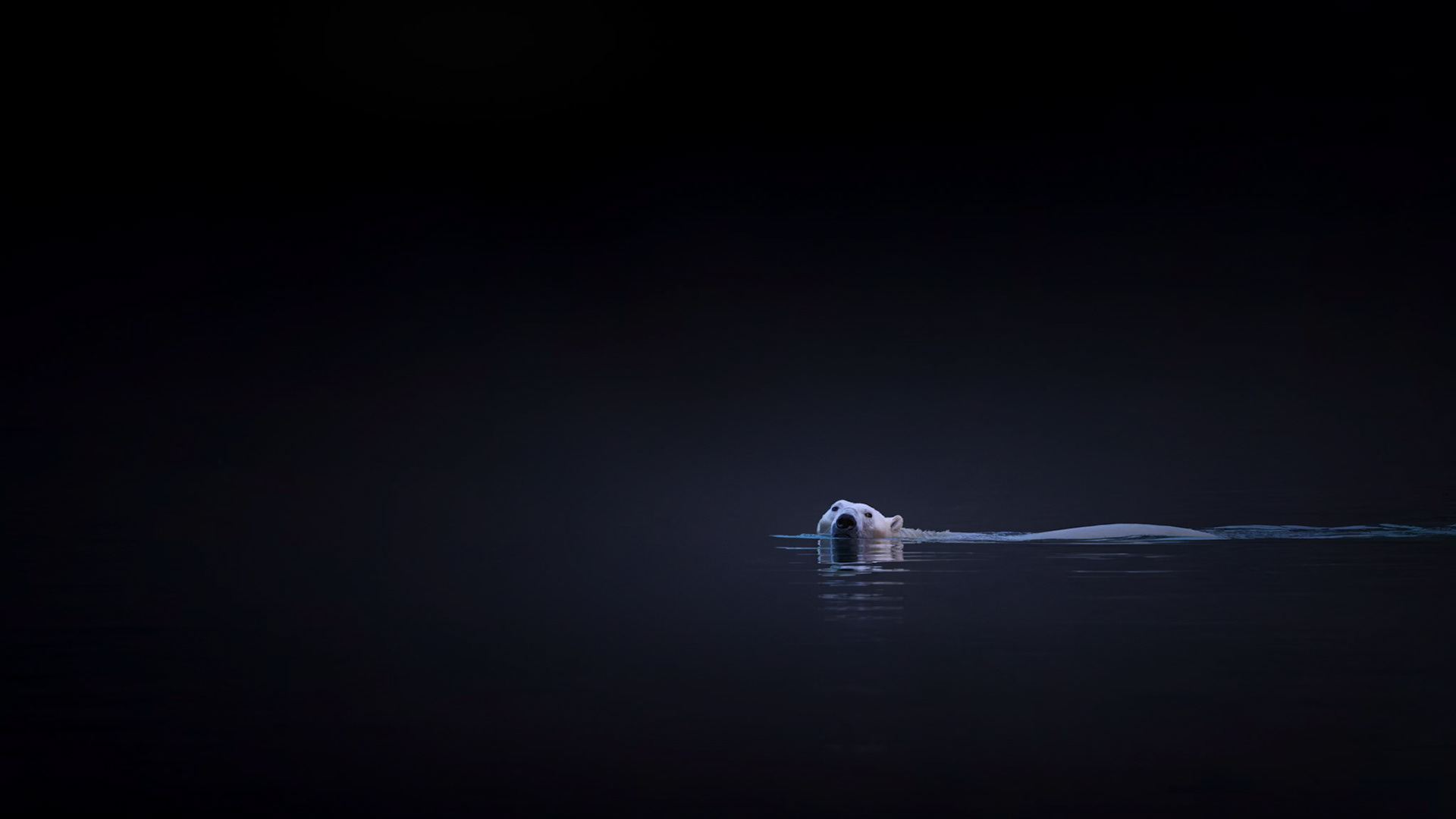 SILENT PASSAGE |  A lone polar bear glides through the dark waters of Scoresby Sound at dawn, its pale form emerging from the deep Arctic blue like an apparition. For a few quiet moments, the vastness of Greenland seems to disappear, leaving only the bear, the still water, and the first cold light of morning.