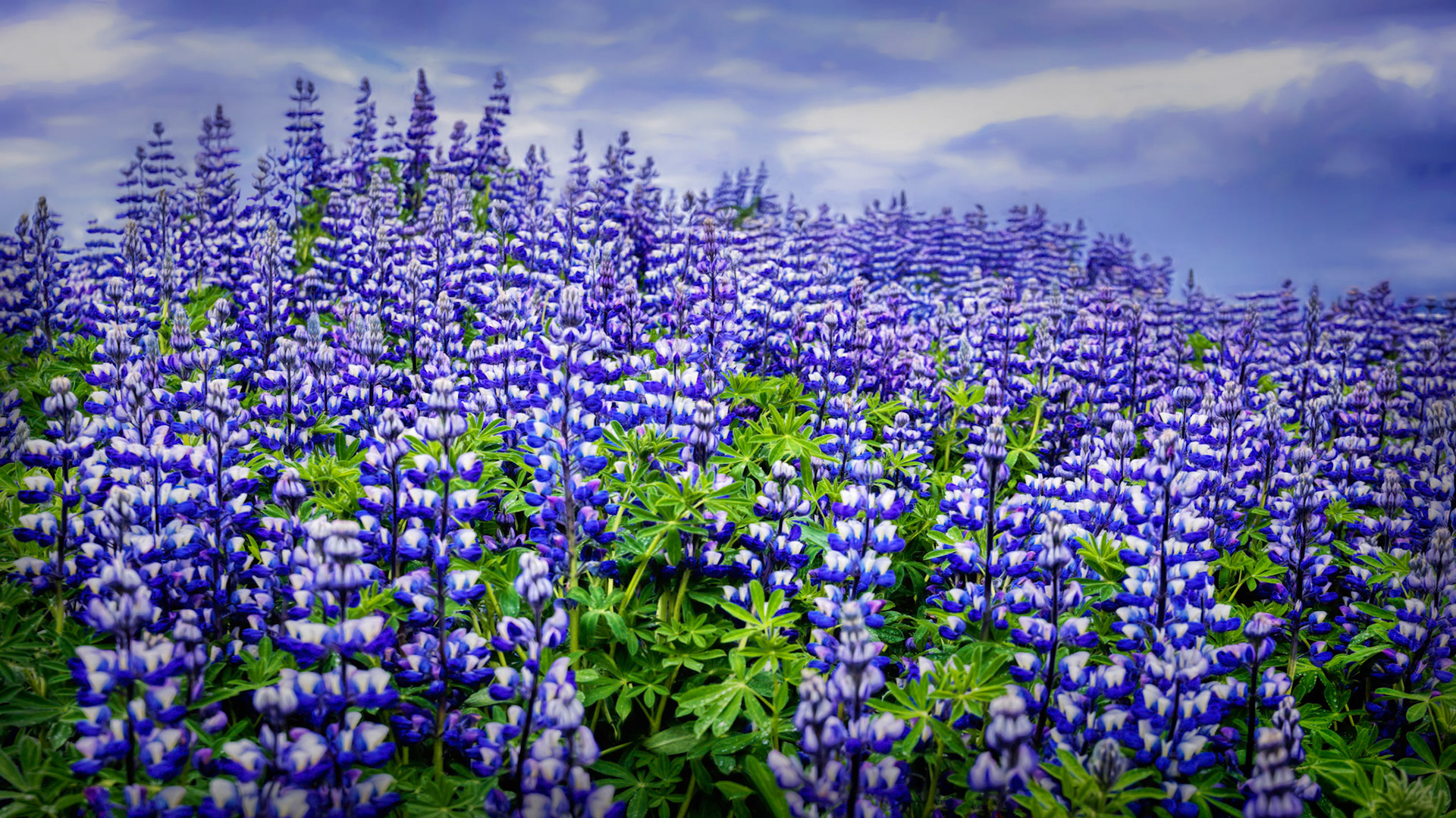 FIELD OF INDIGO DREAMS