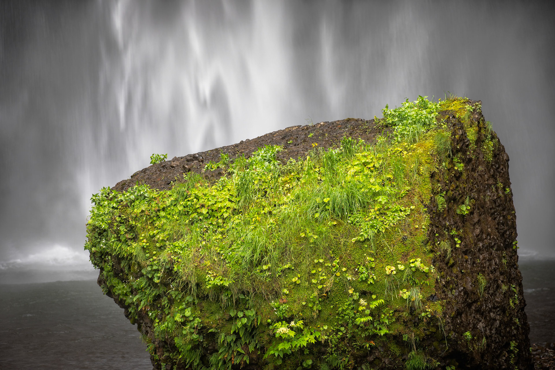 MOSSED AT THE FALLS  |  Beneath the cascading waters of Multnomah Falls, a solitary rock supports a thriving patch of green life. Draped in moss, ferns, and wild vegetation, it stands like a tiny island amid the constant rush of water.The scene is a reminder of nature's resilience. Surrounded by mist and shaped by time, this unlikely garden flourishes in the shadow of one of the Pacific Northwest's most iconic waterfalls, finding beauty and balance in a place where few would expect it.