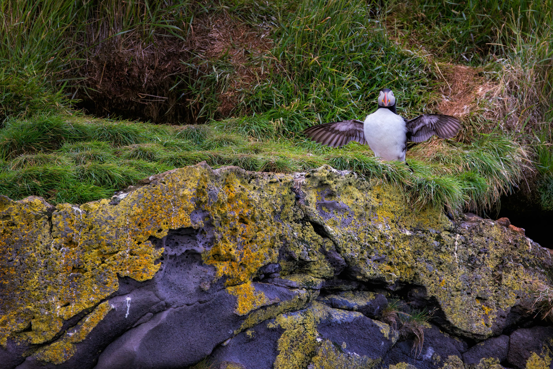 KING OF PUFFIN ISLAND