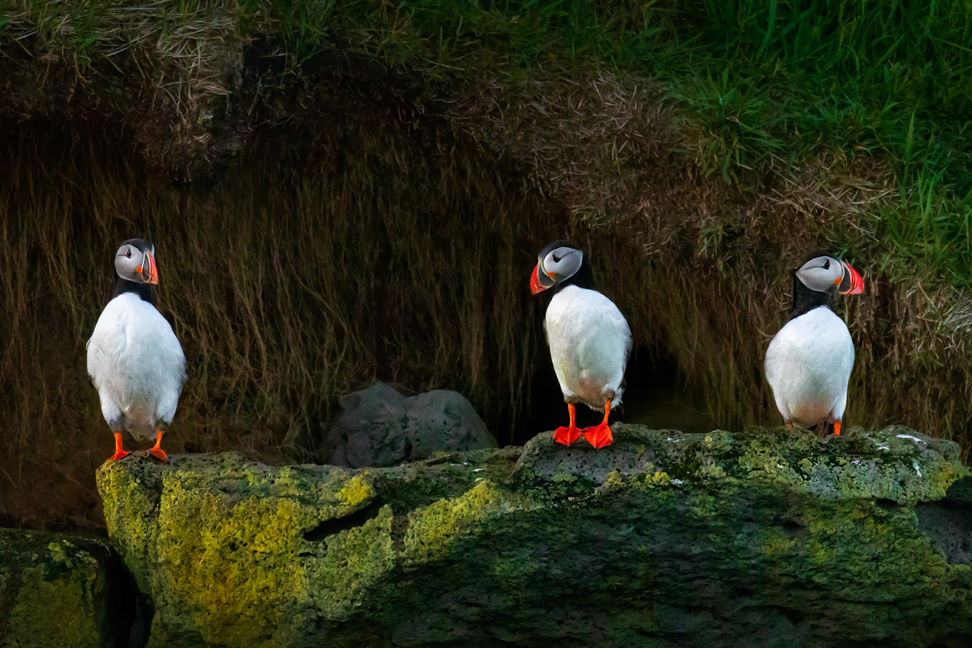 CLIFFSIDE COMPANIONS  |  If puffins held board meetings, this would be the opening scene. Three birds stand along the cliff edge, each seemingly focused on a different agenda while carefully avoiding eye contact with one another.
