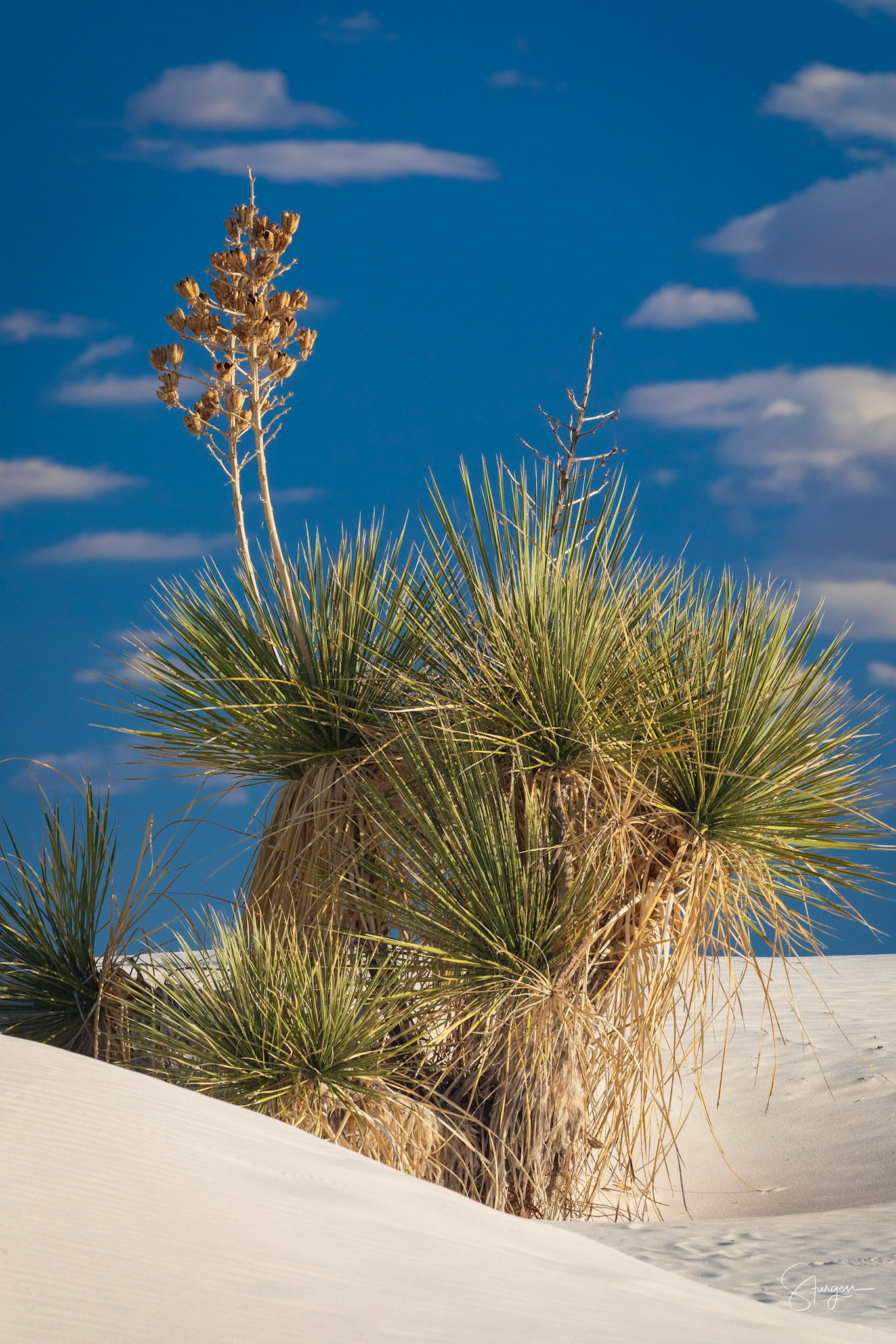 SOAPTREE YUCCA | WHITE SANDS NATIONAL PARK | NEW MEXICO
