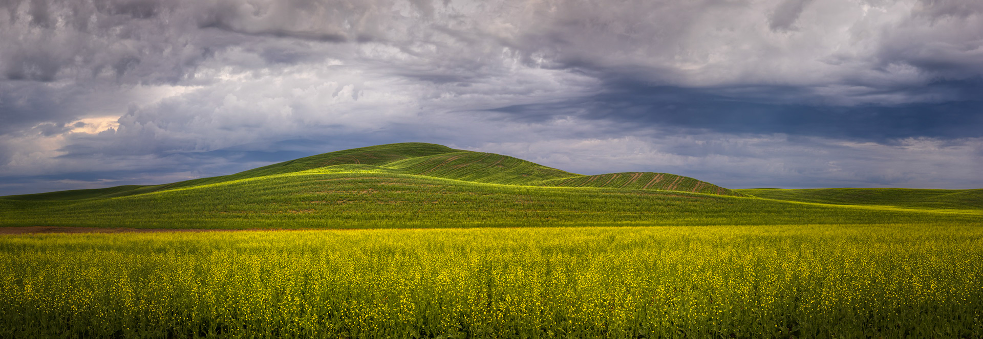 CANOLA FIELDS-PANORAMIC