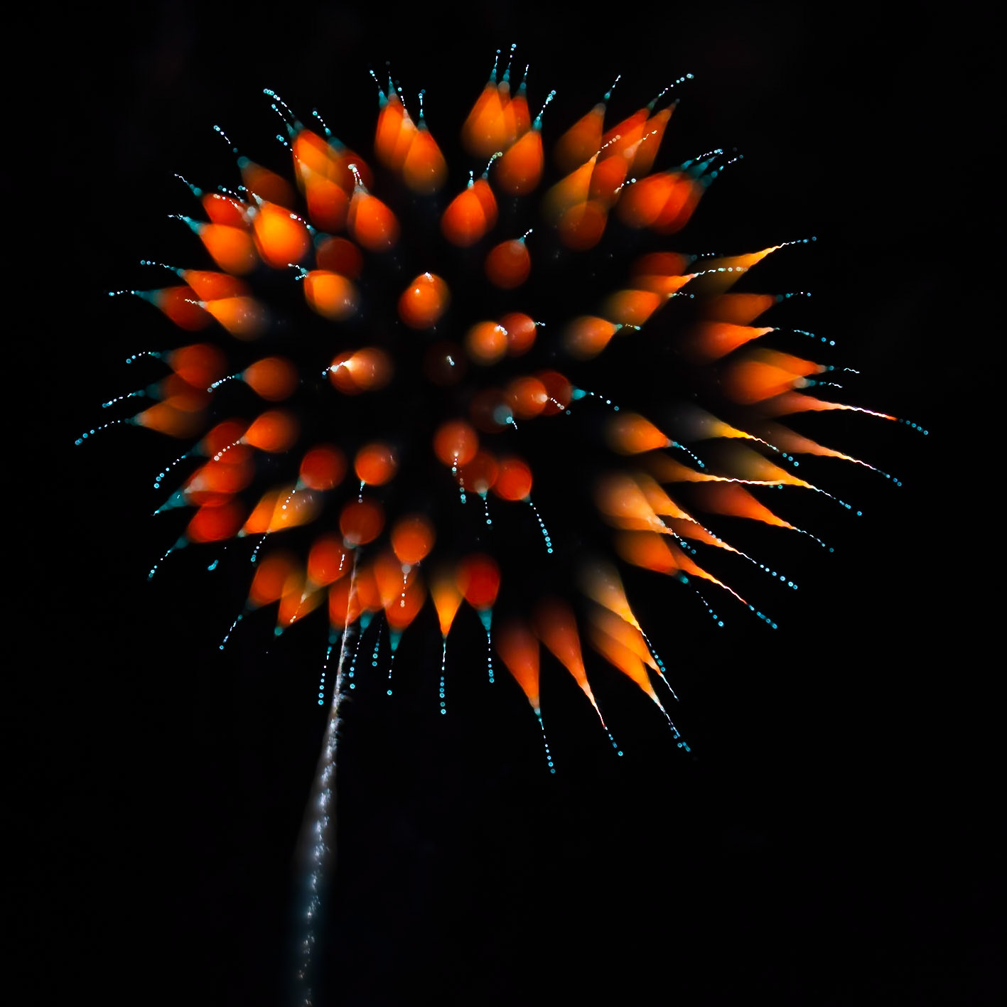 FIREWORKS 17