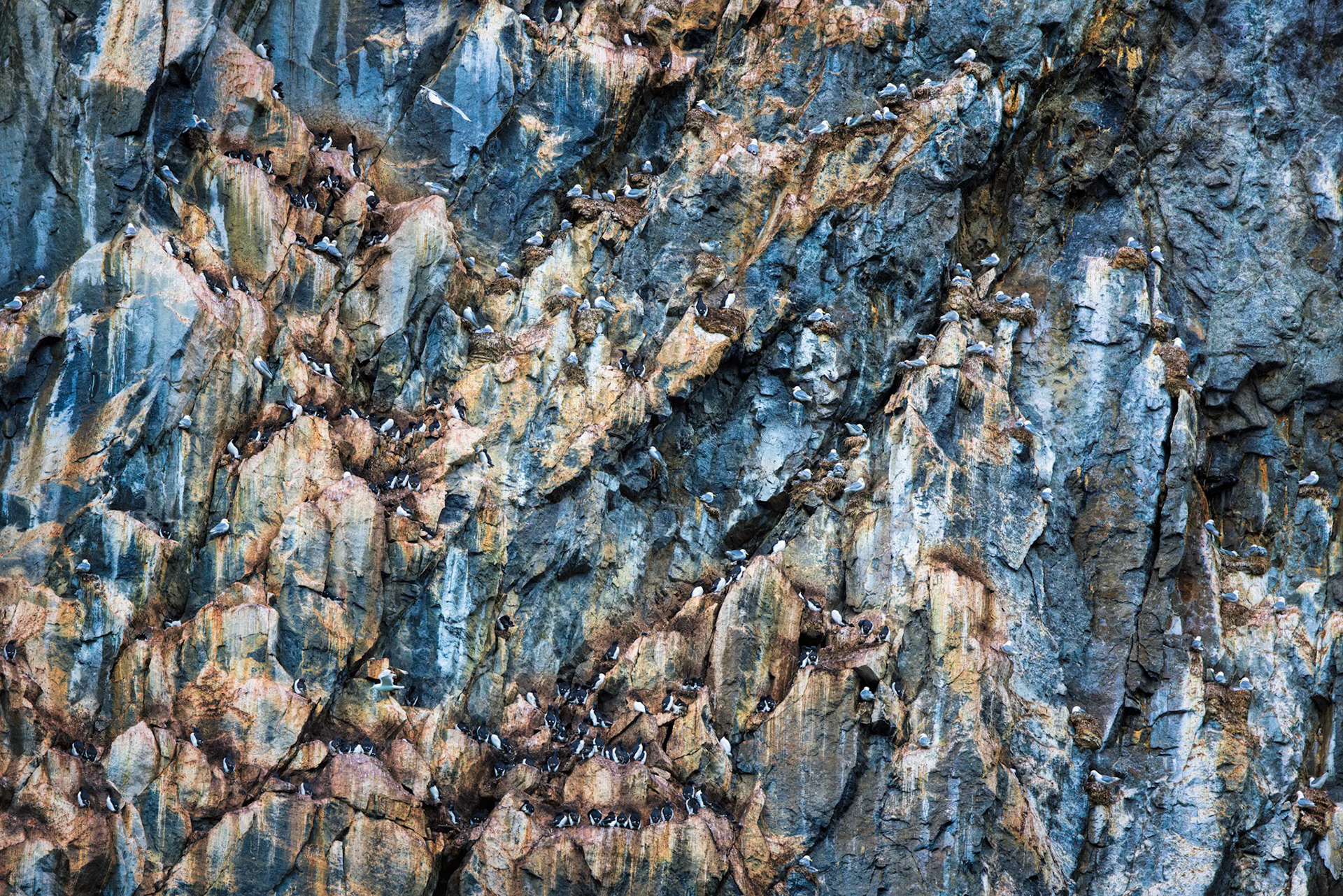 WHERE THE WALL BREATHES  |  From a distance, this towering cliff appears to be little more than rock, weathered by centuries of Arctic wind, ice, and sea. Look closer, however, and an entirely different story emerges. Every ledge, crack, and outcropping is occupied by seabirds, transforming the cliff into a bustling vertical city.