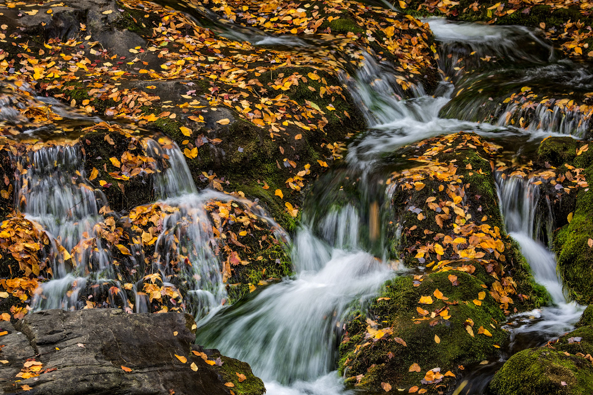 AUTUMN CURRENT  |  Autumn leaves gather on moss covered rocks as mountain water finds its way downhill, weaving through the landscape in countless small cascades.