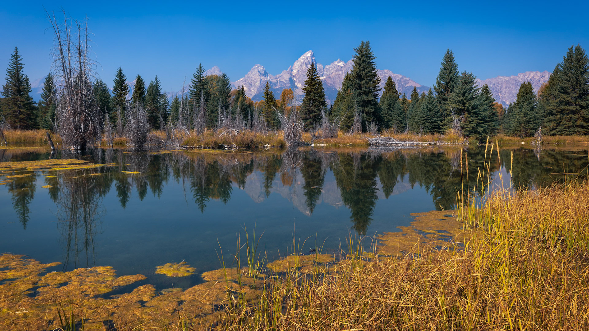 AUTUMN IN JACKSON HOLE