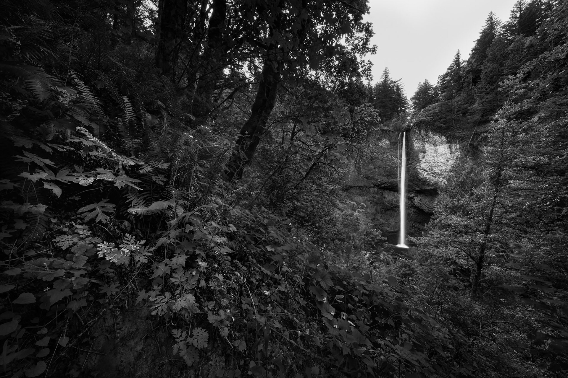 A SECRET THAT FALLS FOREVER  |  Hidden within a lush canyon of ferns, moss, and towering evergreens, Latourell Falls descends in a single graceful ribbon, creating a scene that feels untouched by time. The monochrome treatment strips away distraction, revealing the quiet interplay of light, texture, and form.The waterfall becomes a luminous thread woven through the darkness of the forest, drawing the eye into a landscape where silence, solitude, and wonder coexist. It is a reminder that nature's most powerful moments are often its most serene.