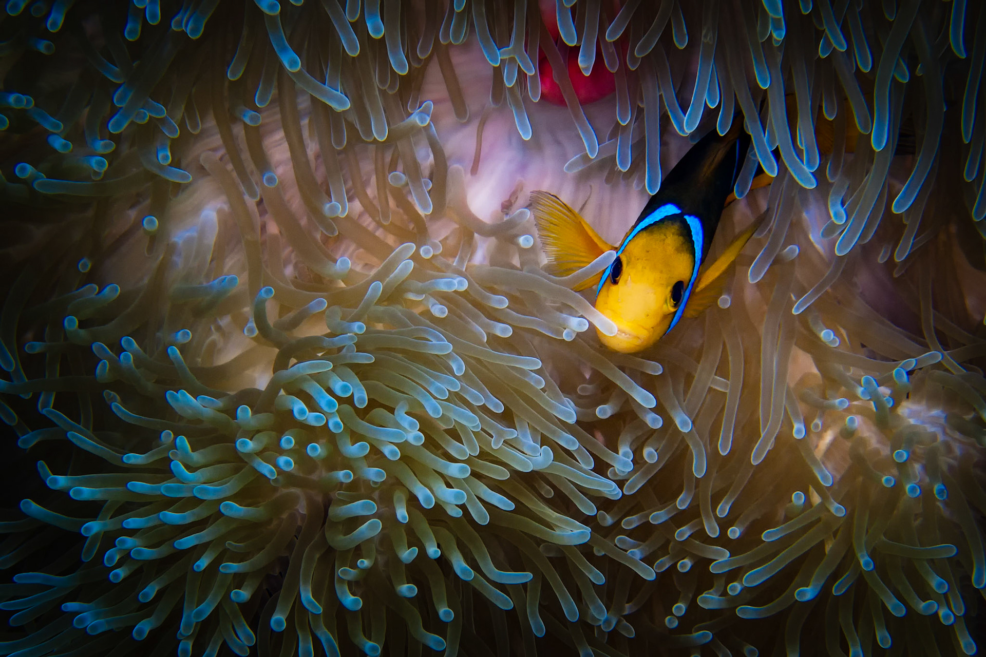 ANEMONEFISH | FRENCH POLYNESIA