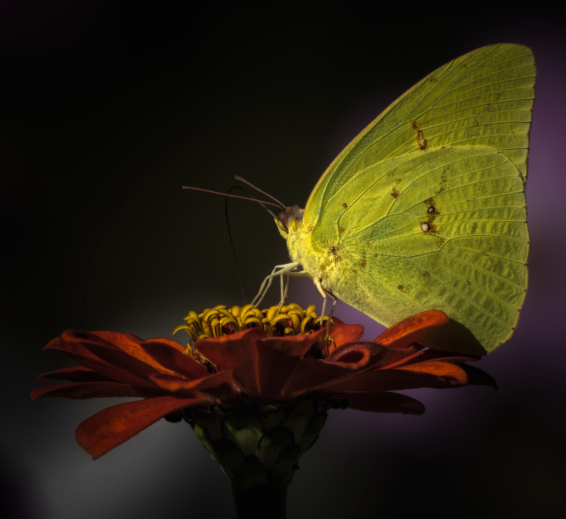 LANDING PAD