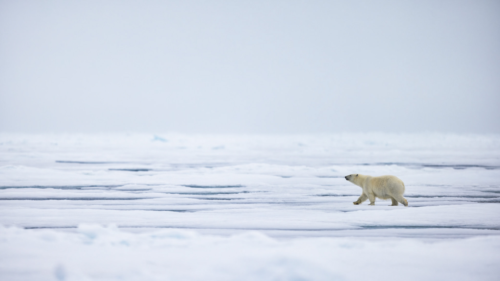 THE VANISHING NORTH: