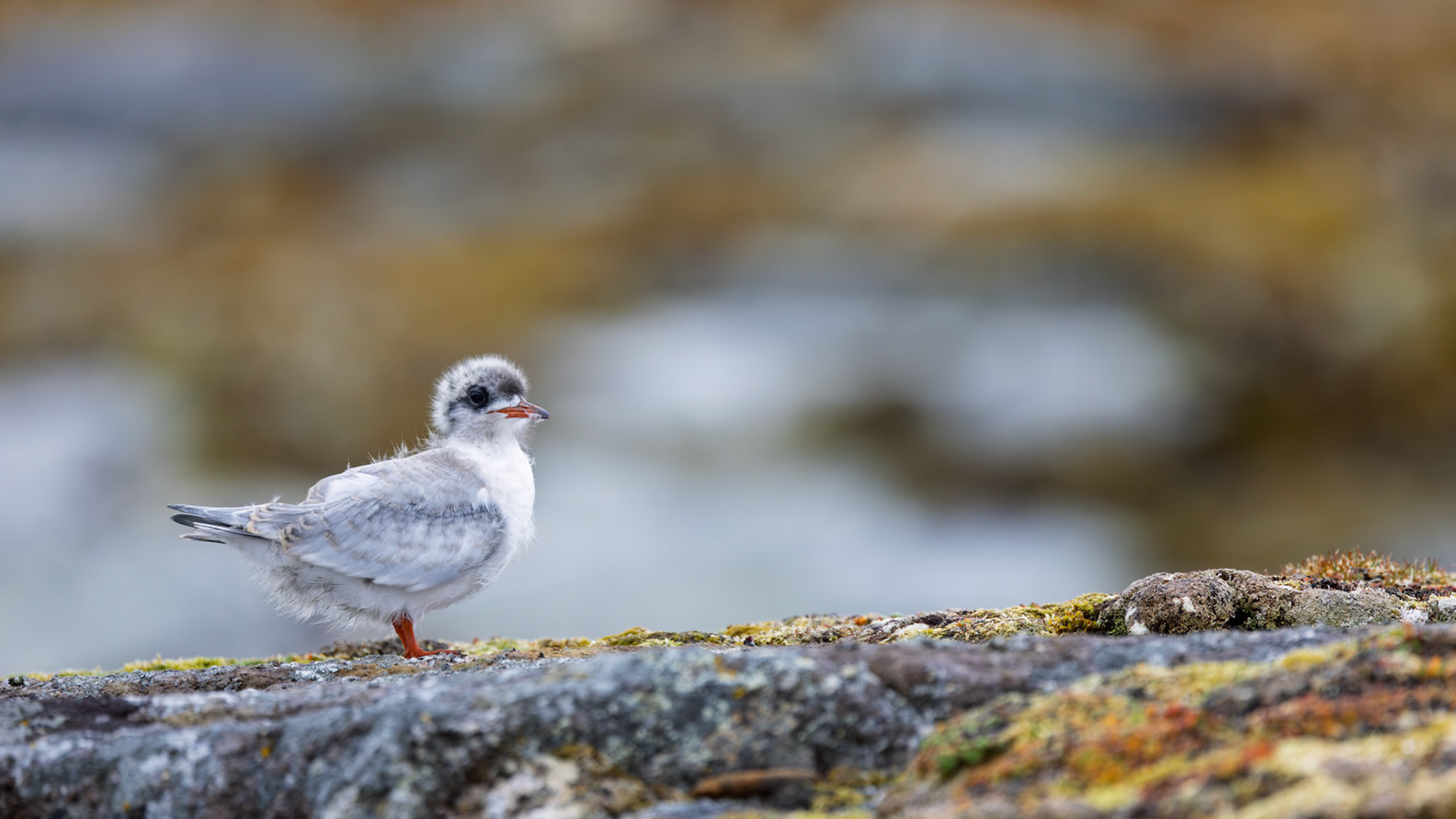 ADOLESCENCE IS AWKWARD