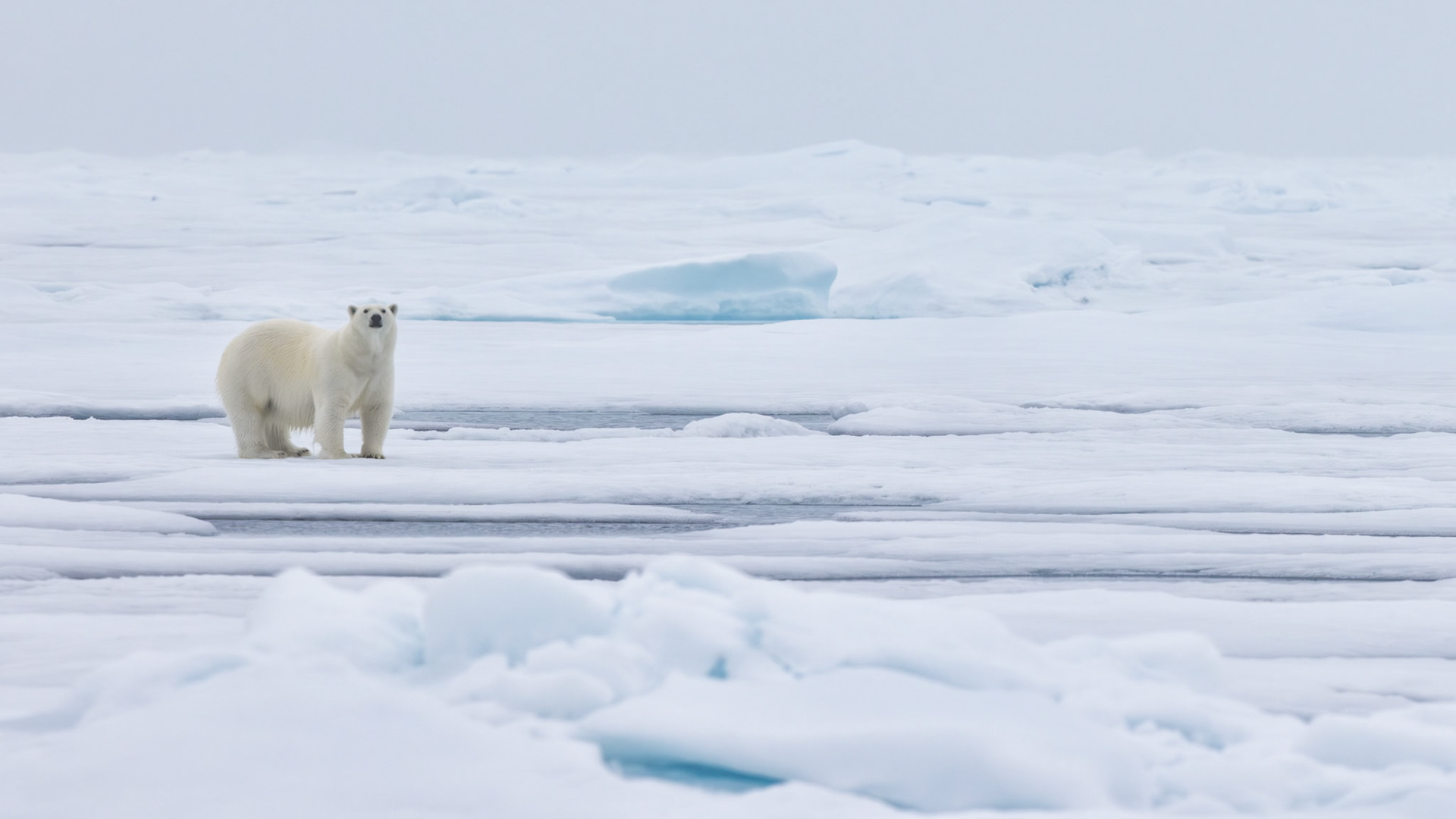 THE VANISHING NORTH: