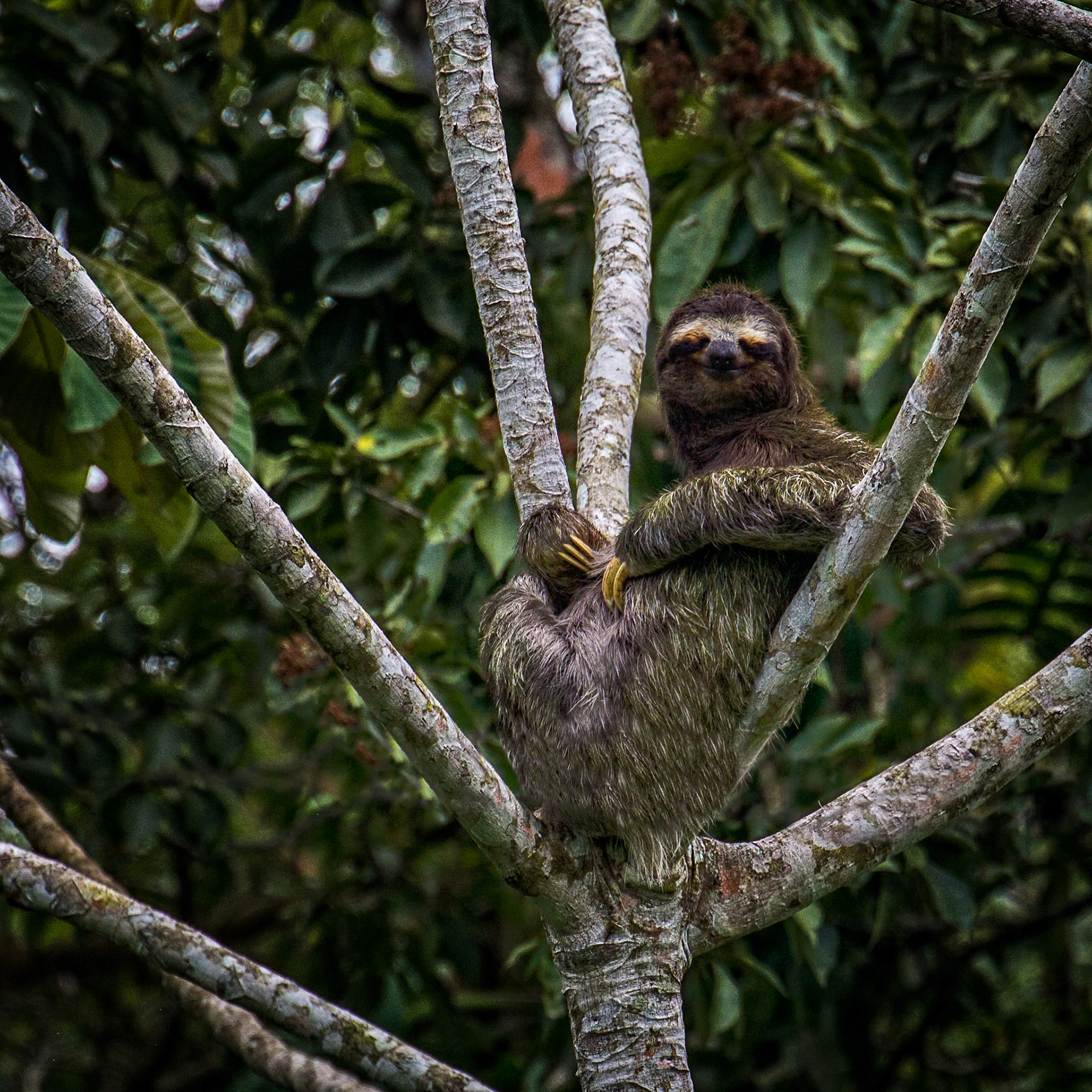 HAPPY SLOTH | COSTA RICA
