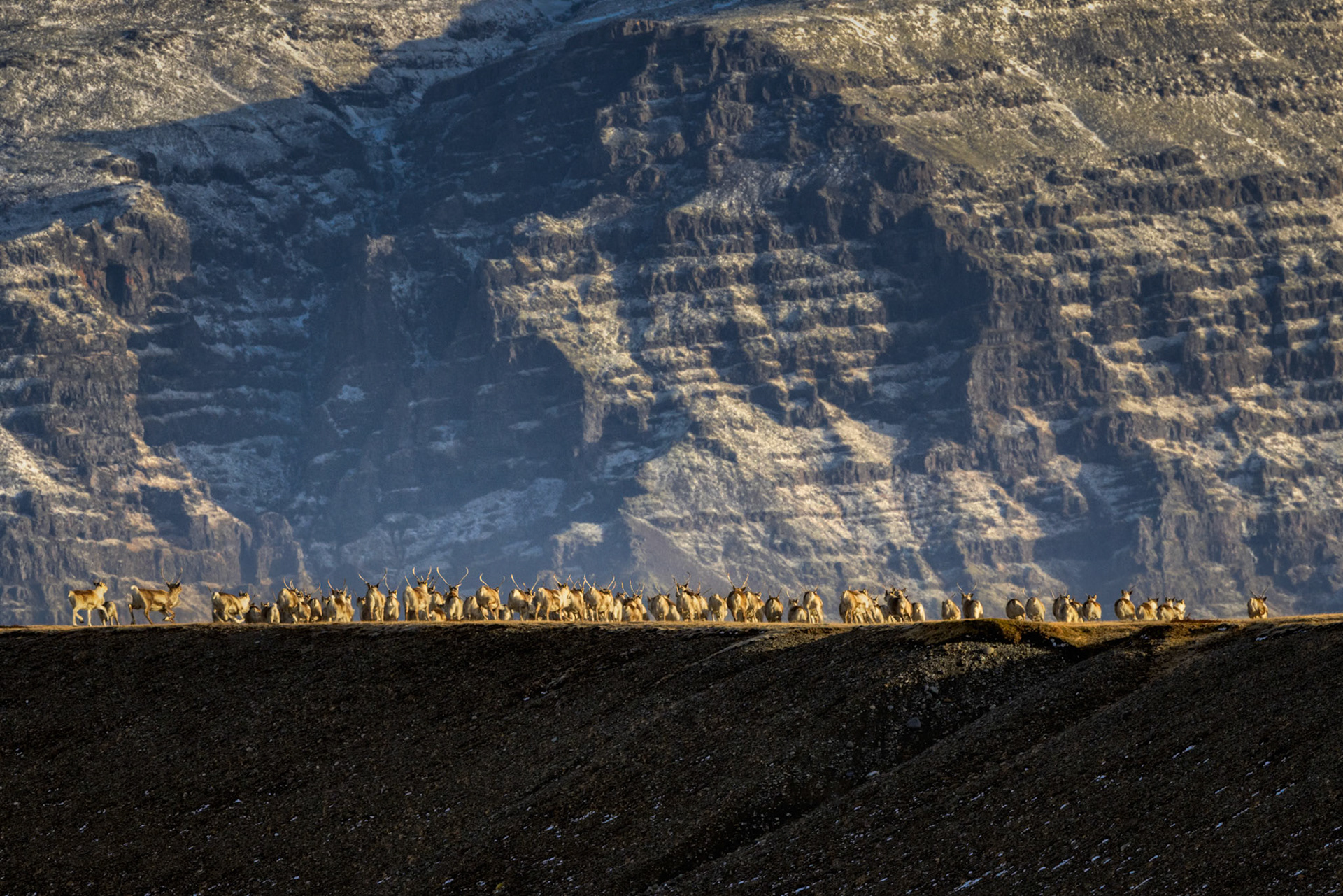 REINDEER REVERIE  |  Before visiting Iceland, I had no idea reindeer even lived here. Then, while traveling through the remote eastern highlands, I came upon this remarkable sight: an entire herd stretched across the horizon beneath towering volcanic cliffs.For a few moments, the landscape seemed untouched by time. The reindeer moved quietly across the barren terrain, perfectly at home in a place shaped by glaciers, mountains, and endless open space. Encounters like this are rare in Iceland, making the experience feel less like wildlife viewing and more like stumbling upon a hidden chapter of the island's natural history.