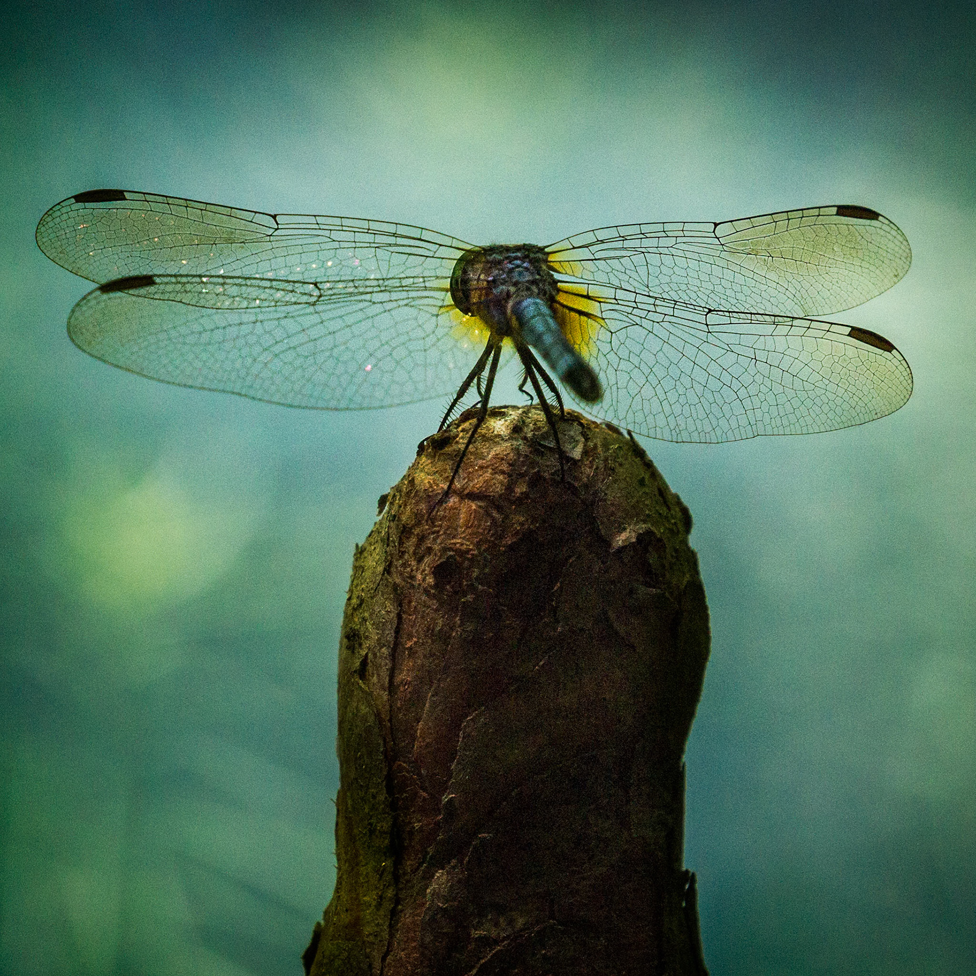 THE FRAGILE PAUSE  |  Dragonflies patrolled the skies long before birds appeared and before dinosaurs ruled the Earth. Their remarkable design has changed little over hundreds of millions of years, a testament to one of nature's most successful predators.Photographed at Gibbs Gardens, this dragonfly paused atop a weathered perch, its delicate wings spread like stained glass. The intricate network of veins catches the light while the soft background fades away, drawing attention to details often missed by the naked eye. For a brief moment, this ancient hunter traded speed for stillness, revealing the elegance hidden within one of nature's oldest survivors.