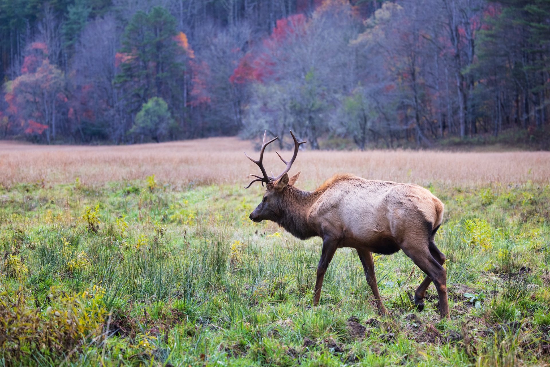 ELK IN CATALOOCHEE VALLEY