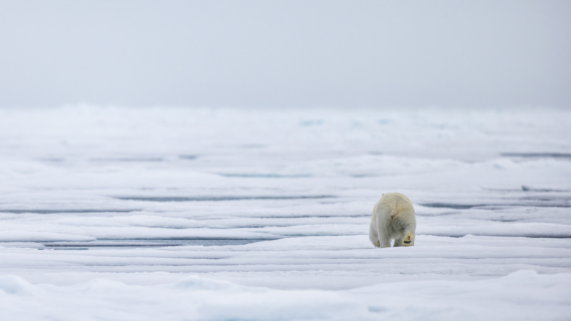 THE VANISHING NORTH: