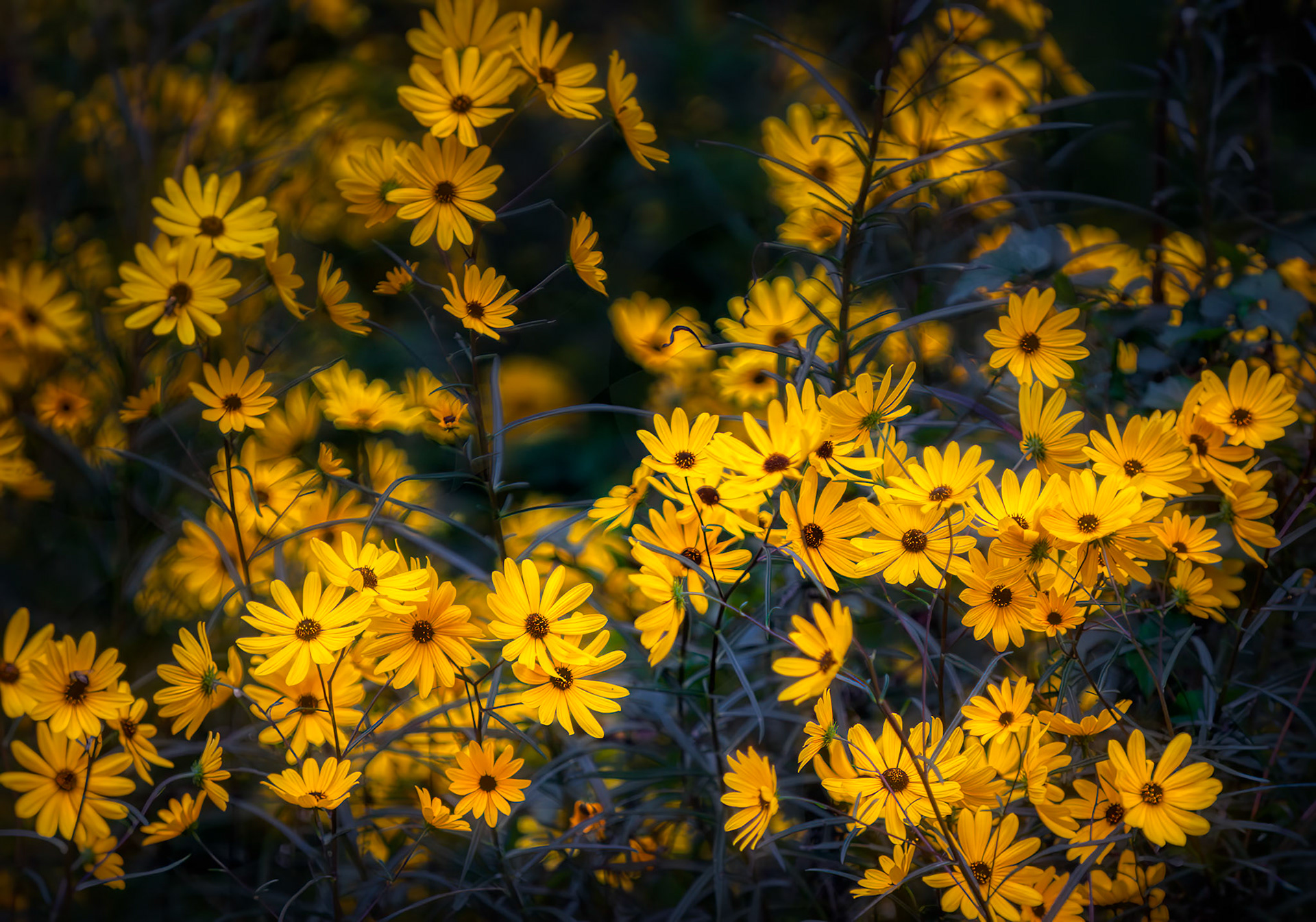 GOLDEN HOUR IN BLOOM