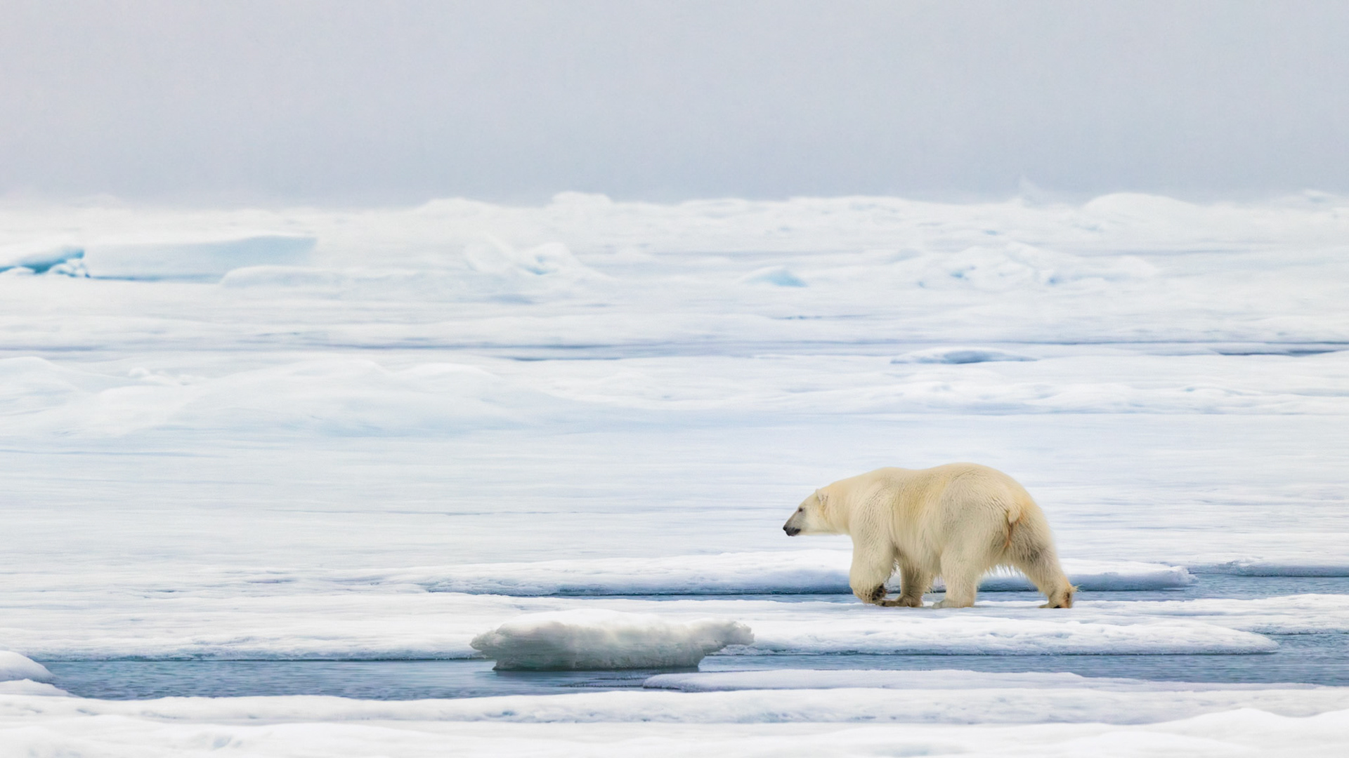 EMPRESS OF THE ARCTIC 9