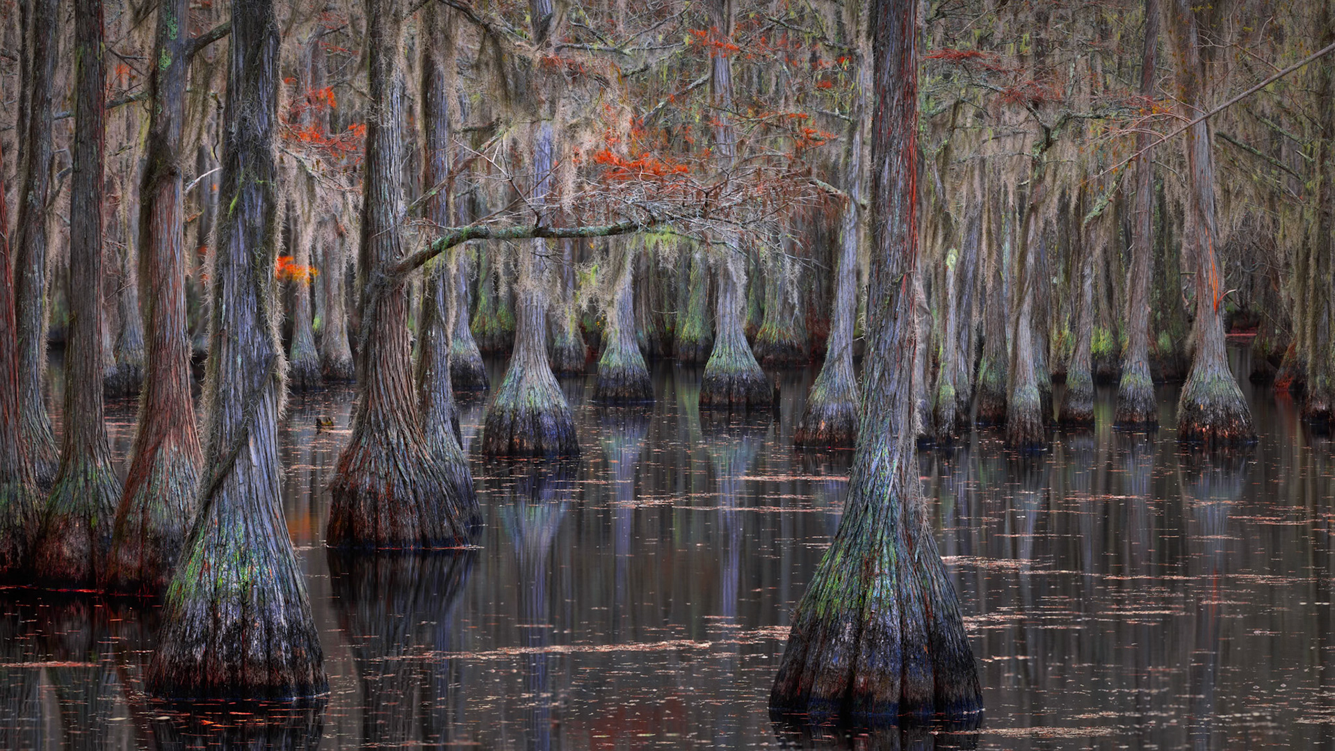 CYPRESS SWAMPS