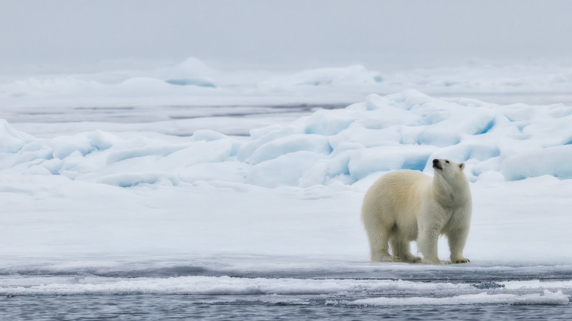 EMPRESS OF THE ARCTIC 2