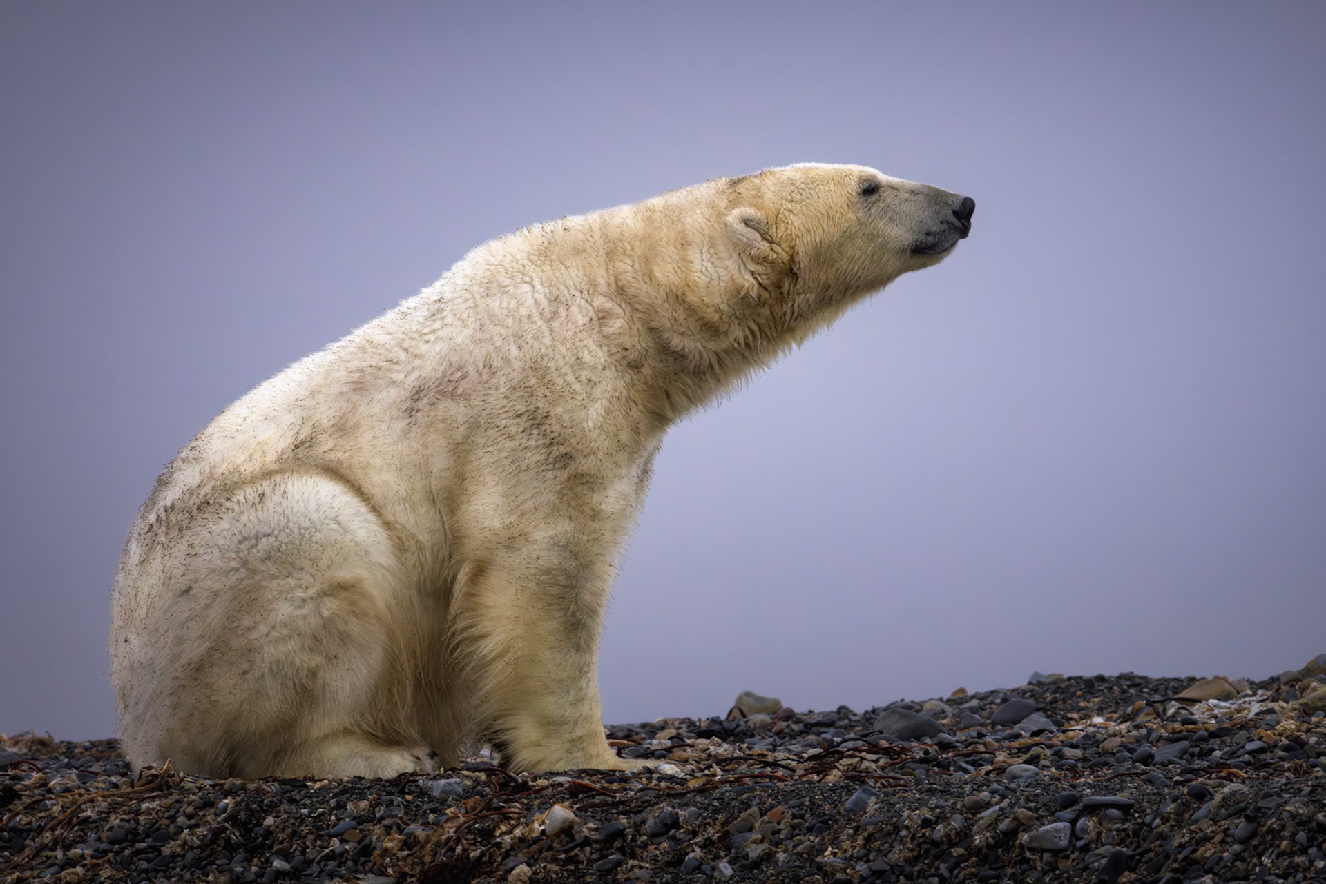 THE TASTE OF COLD AIR