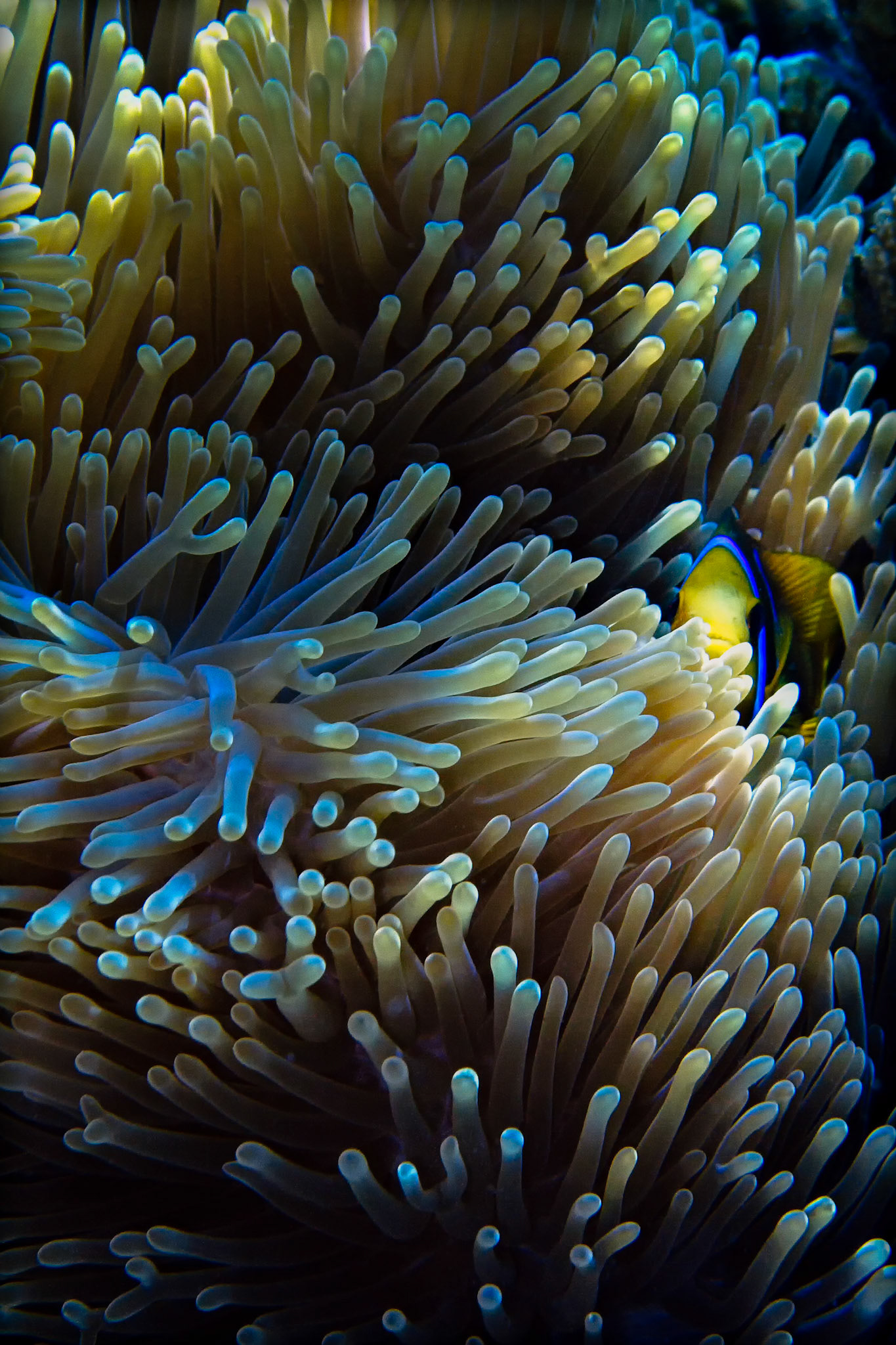 QUIET SANCTUARY  |  While snorkeling in the warm waters of Tahiti, I watched this clownfish retreat deeper into its anemone with each passing shadow. Only a sliver of color remained visible, a bright yellow face peeking through a forest of gently swaying tentacles.What fascinates me about these tiny reef dwellers is the trust they place in their living sanctuary. Hidden among the protective arms of the anemone, this fish seemed perfectly content to observe the world from a place of safety. The scene felt less like a wildlife photograph and more like a glimpse into a secret underwater neighborhood.The reefs of French Polynesia are celebrated for their vibrant marine life, but often the most rewarding moments come from slowing down, looking closely, and discovering the quiet beauty tucked away in the smallest corners of the sea.
