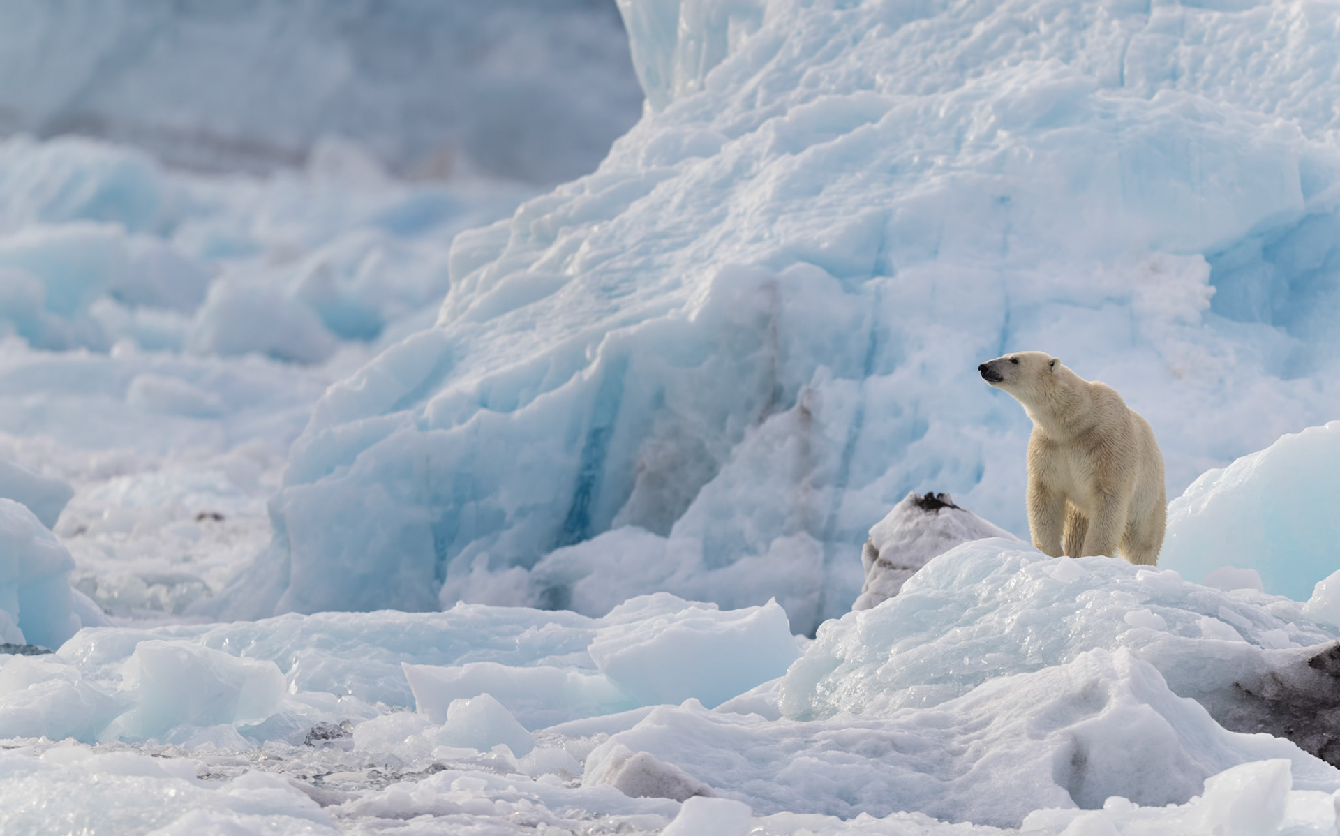 SENTINEL OF THE ICE  | A polar bear stands quietly among towering formations of fractured blue ice, alert to every sound and scent carried across the frozen landscape. Its stillness gives the image a sense of watchfulness, strength, and complete belonging in one of the world’s most unforgiving environments.