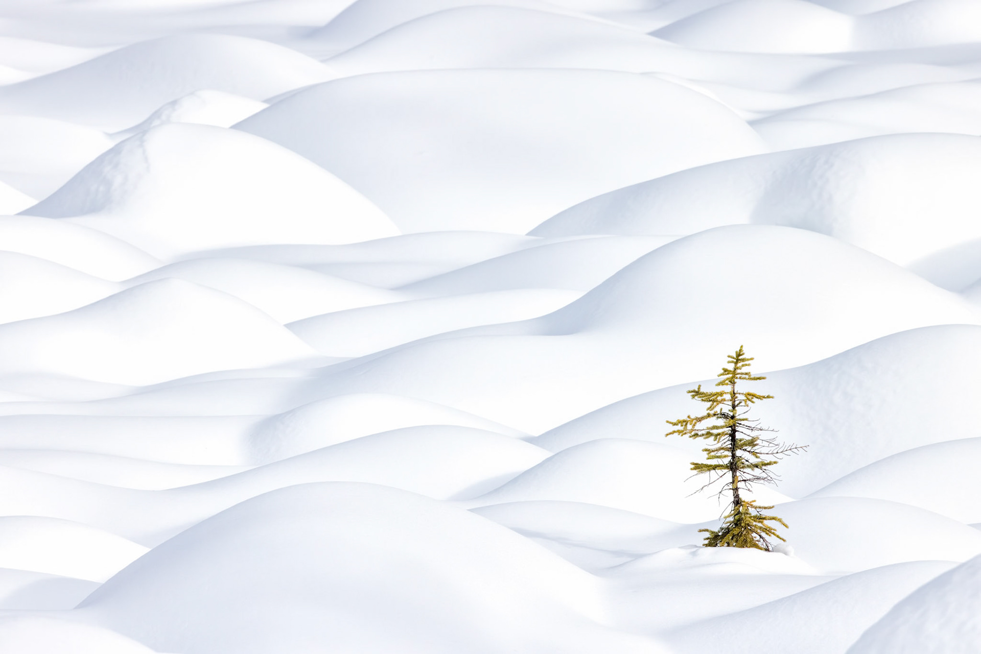 WINTER'S SOLITUDE II  |  This image was made only moments after another composition from the same location, yet it tells a very different story. By giving the lone tree more room within the frame, the landscape itself becomes the subject. The snow drifts rise and fall like ocean swells frozen in time, creating an almost dreamlike world of curves, light, and shadow.