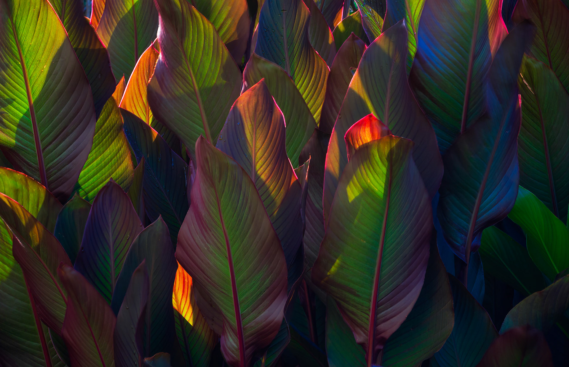 FILTERING THE MORNING LIGHT