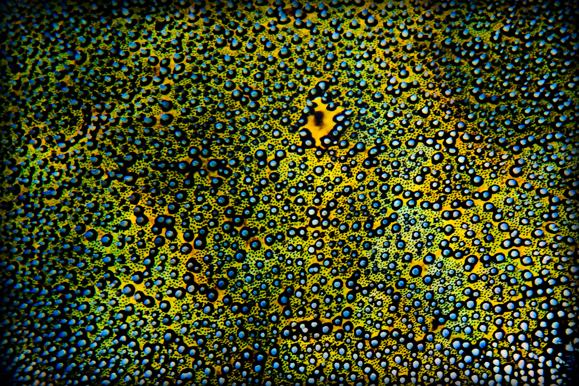 A THOUSAND EYES  |  The Tahitian pincushion sea star is one of the ocean's most striking creations. Covered in intricate patterns and vivid colors, it seems almost too elaborate to be real, resembling a living work of art resting quietly on the reef.Photographed in the warm waters of the South Pacific, this remarkable sea star reveals the extraordinary diversity hidden beneath the ocean's surface. Every texture, color, and detail serves a purpose, shaped by millions of years of evolution. Encounters like this are a reminder that some of nature's most beautiful masterpieces are found not on land, but in the vibrant ecosystems that thrive beneath the waves.