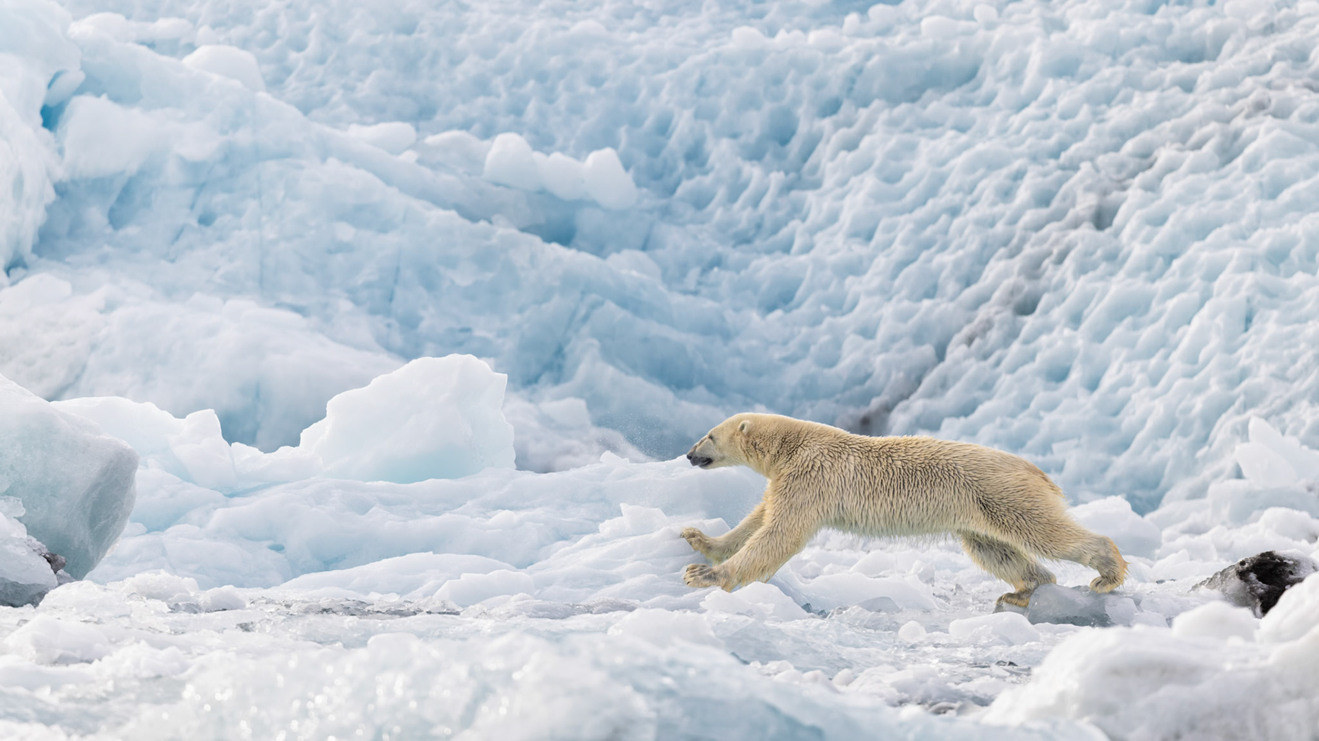 ARCTIC STRIDE  |  A polar bear moves with strength and purpose across luminous ice, surrounded by the sculptural textures and cool tones of the glacier. The image captures both the elegance of the animal and the raw beauty of the Arctic landscape it inhabits.