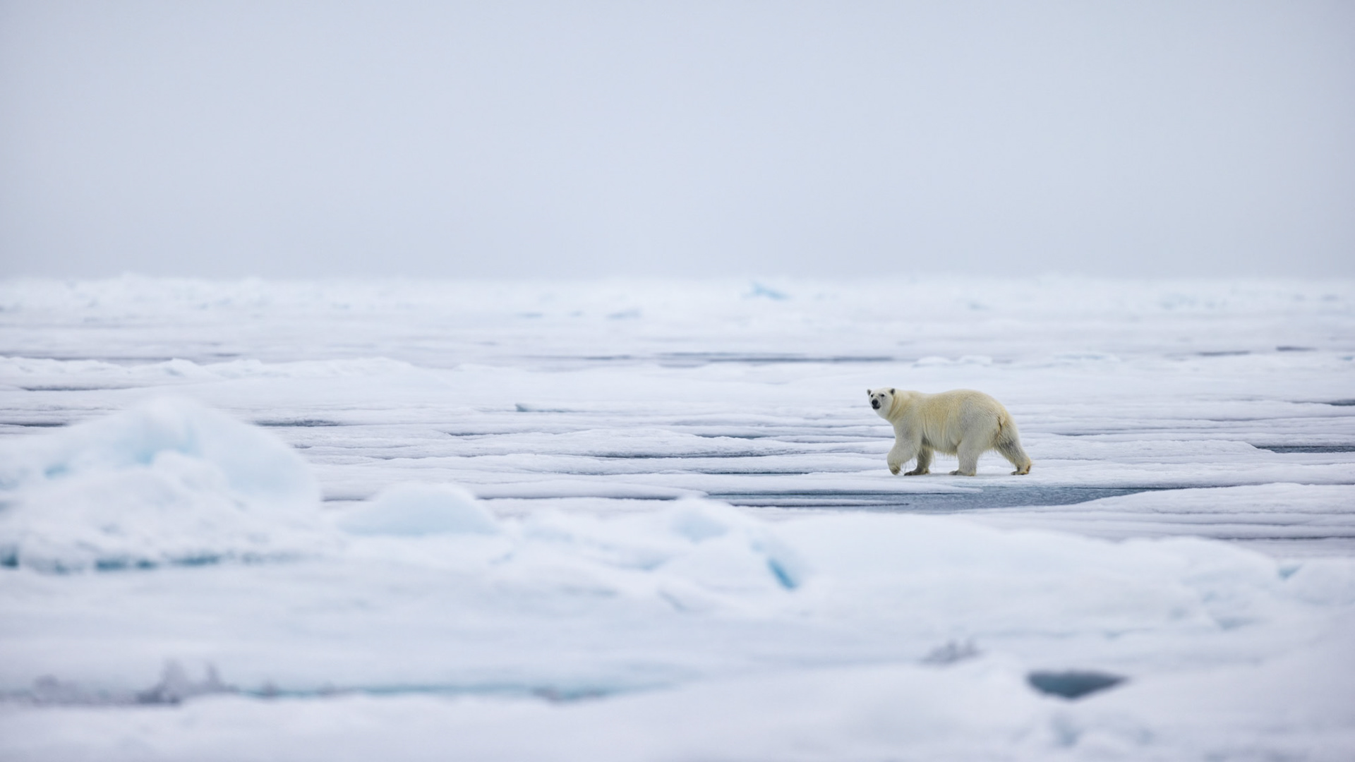THE VANISHING NORTH: