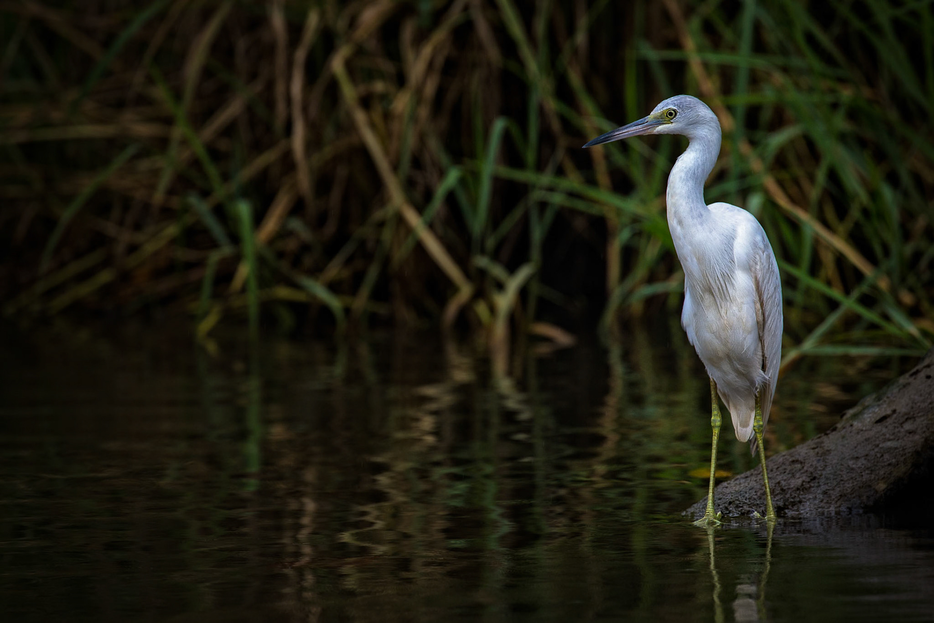 HERON | COSTA RICA