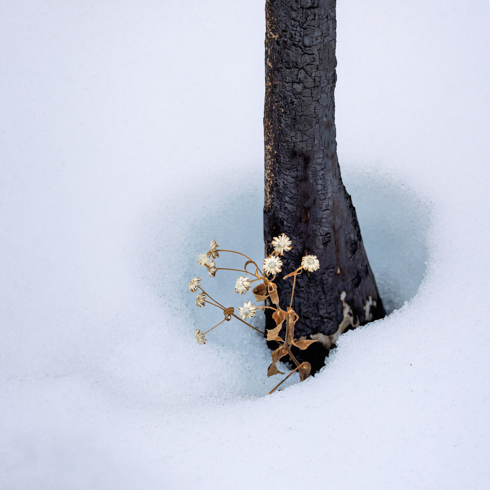 HOPE TAKES ROOT | In the aftermath of Jasper's devastating wildfire, a delicate cluster of wildflowers emerged beside the charred remains of a tree. Their quiet persistence is a reminder that nature has an extraordinary ability to heal, offering hope that even after profound loss, life finds a way to begin again.