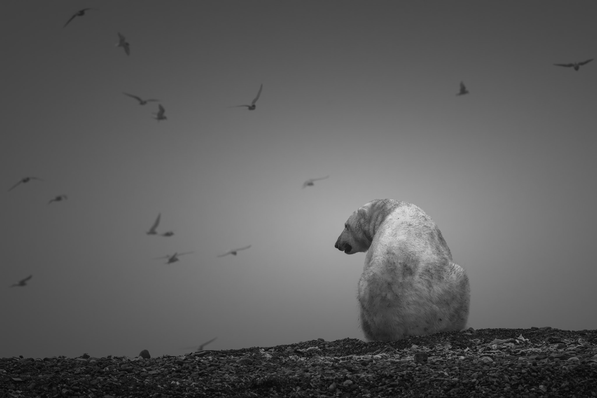 SOLITUDE OF THE ARCTIC KING