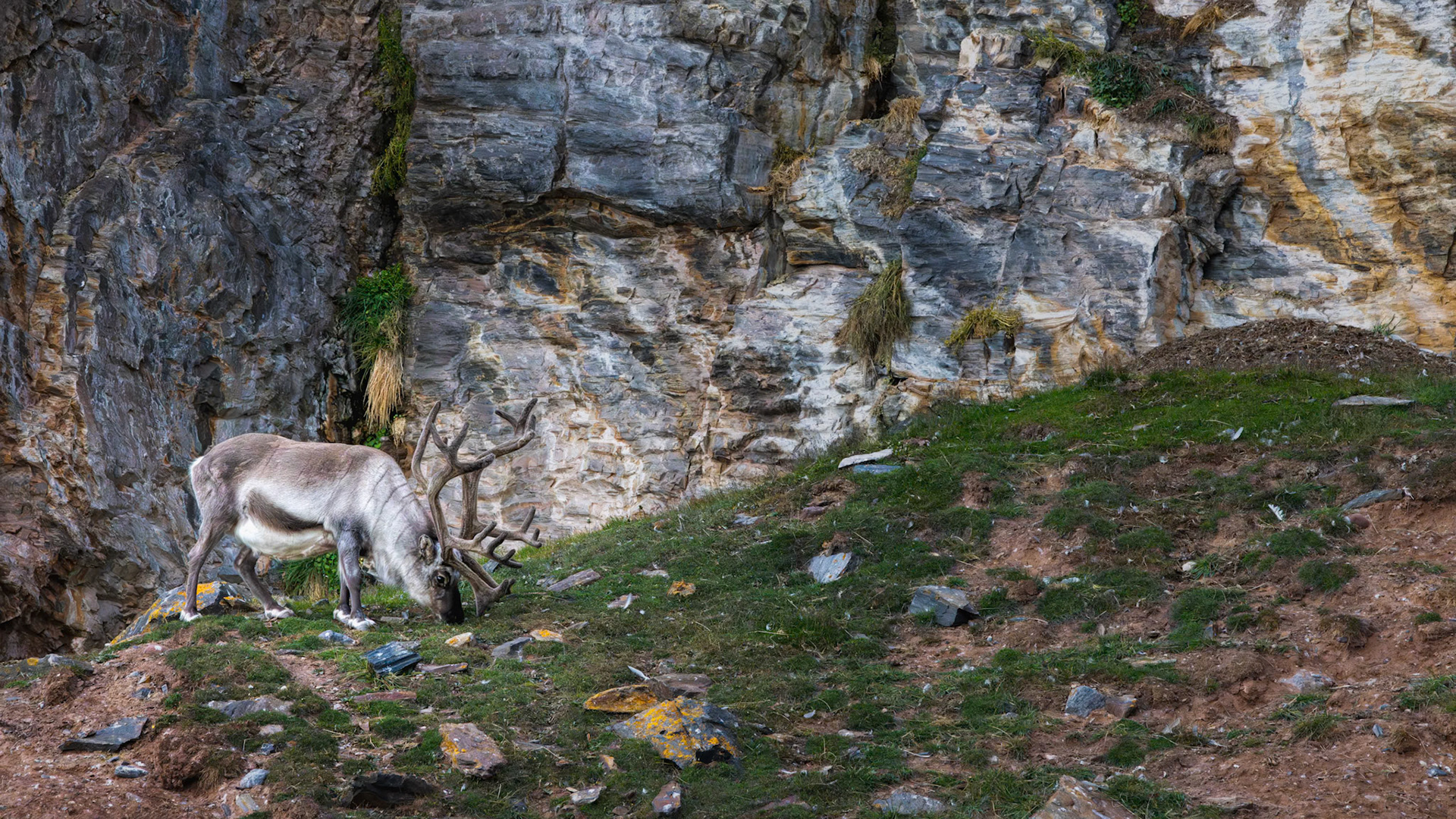 SVALBARD REINDEER