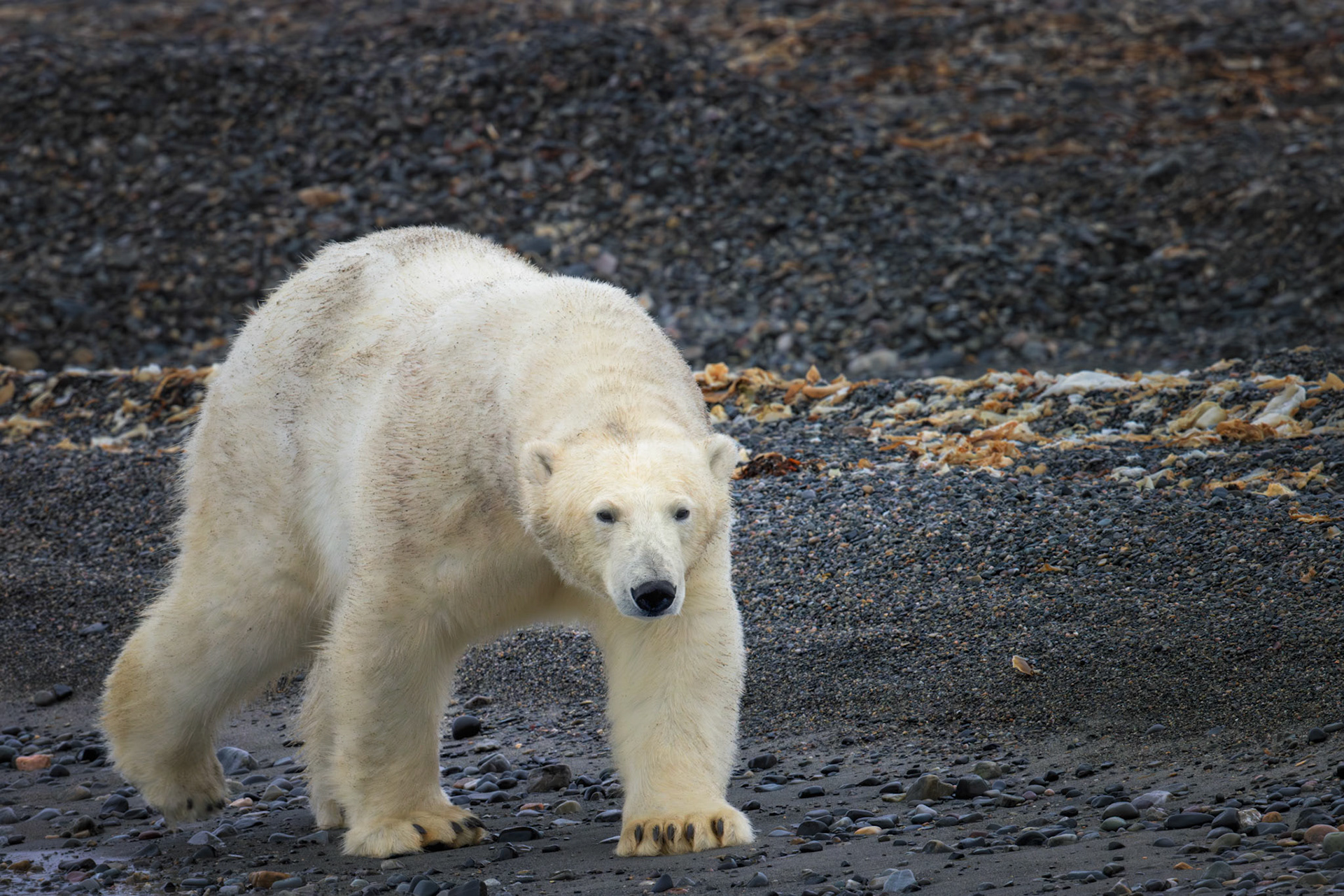 QUIET STRENGTH | Along the remote shores of Svalbard, a polar bear walks with effortless confidence through its Arctic home. The image celebrates the quiet dignity of one of the world's most iconic animals, revealing strength that needs no display.