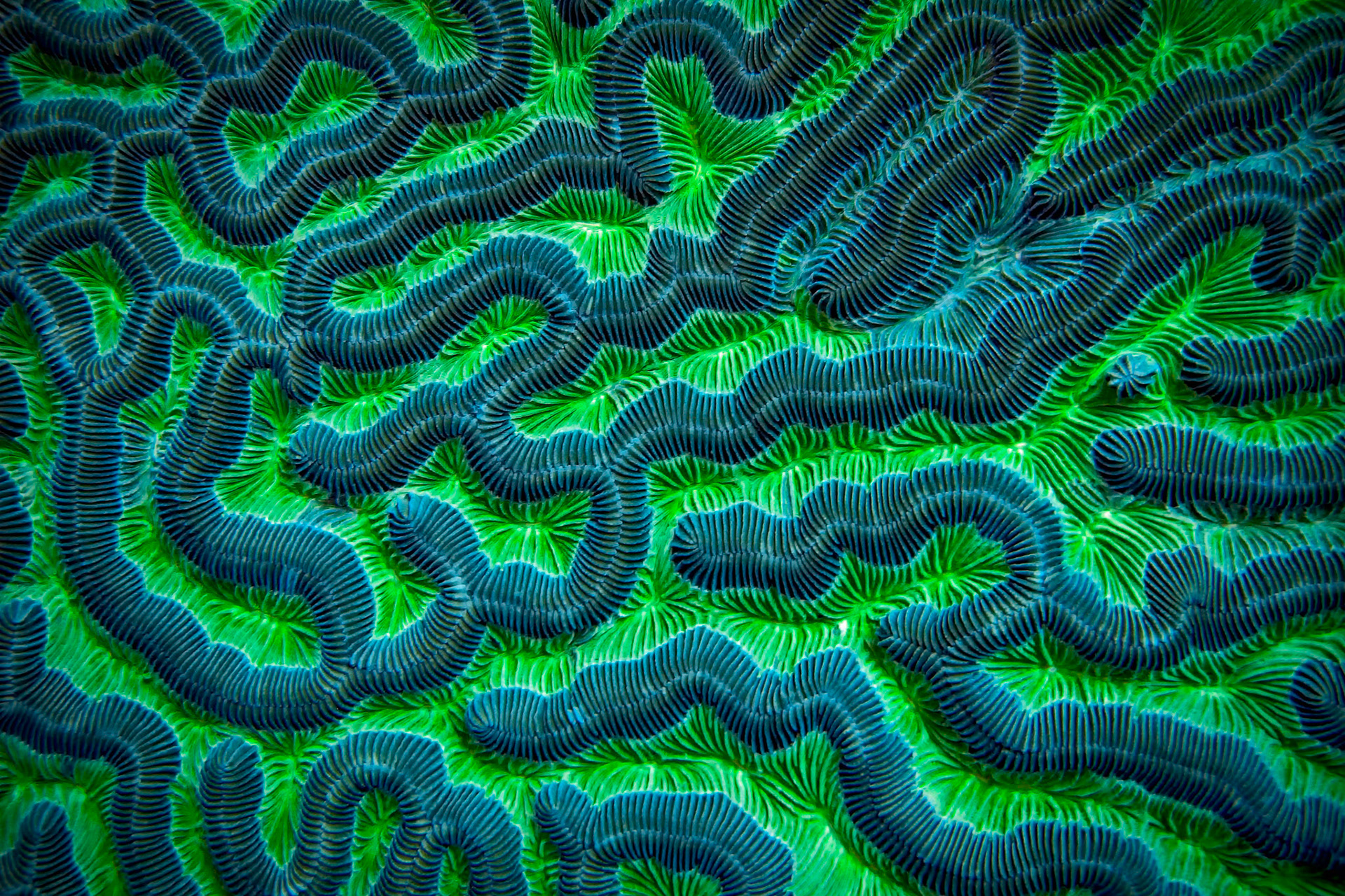 GREEN BRAIN CORAL | HONDURAS
