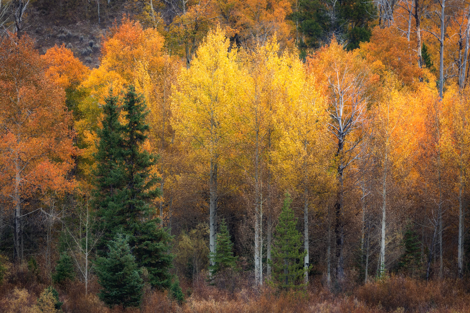 AUTUMN CANVAS | TETON NATIONAL PARK