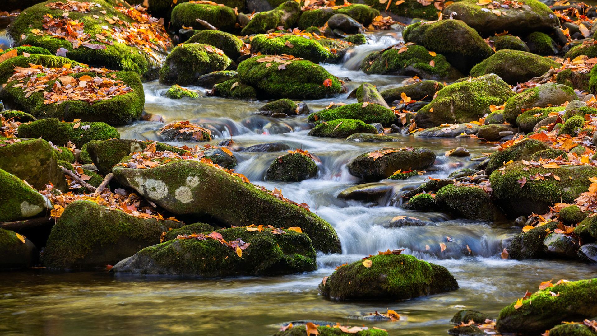 AUTUMN STREAM 3 | SMOKY MOUNTAINS | TENNESSEE