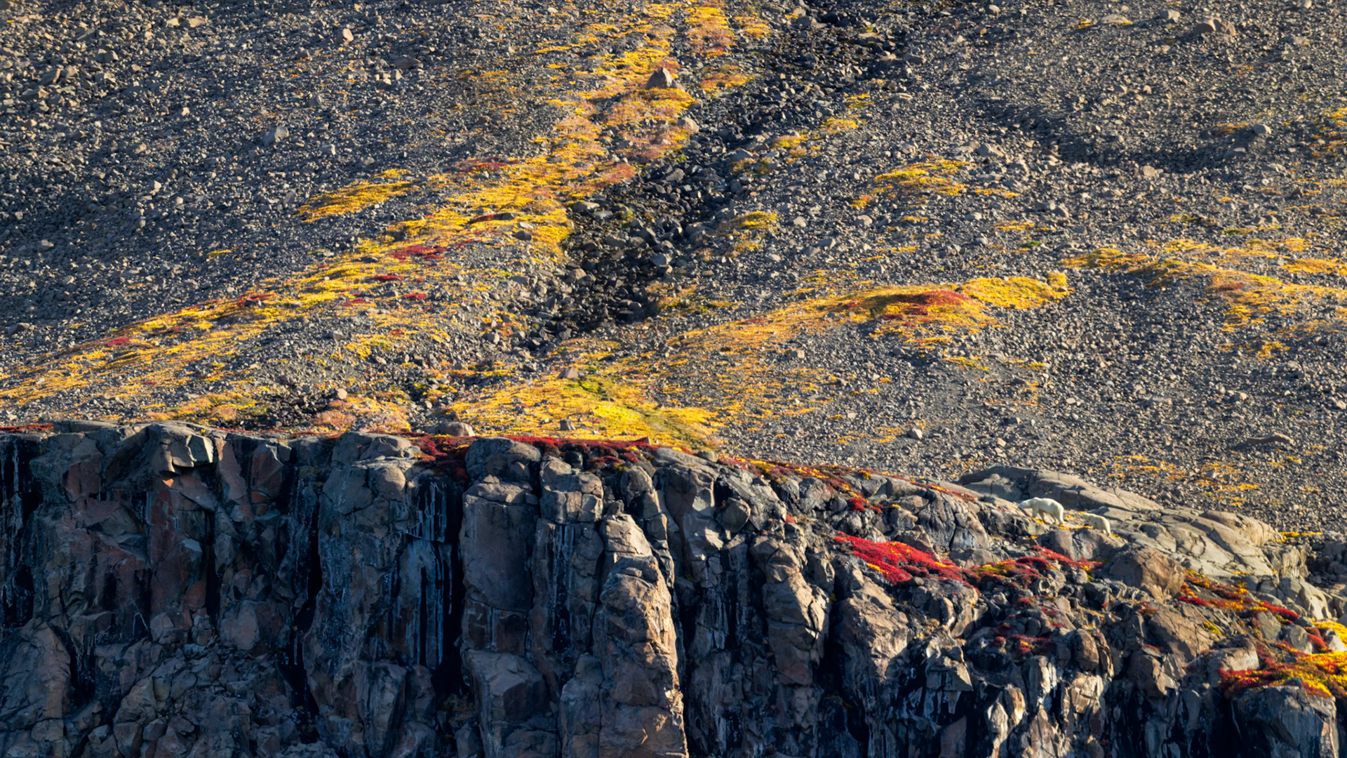 AUTUMN PASSAGE | A polar bear and her cub move quietly along the rocky edge of the tundra, small yet unmistakable against the sweeping textures of Scoresby Sound. Surrounded by gold, crimson, and stone, they bring a tender sense of life and scale to this vast Arctic landscape.