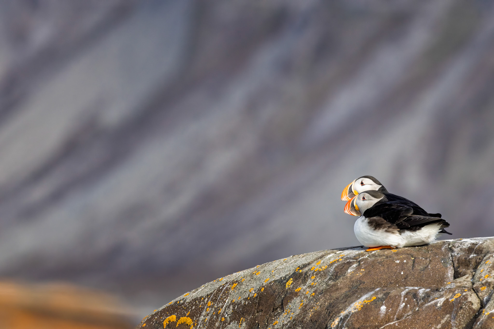 WAITING TOGETHER  |  The Arctic is often imagined as a place of movement. Wind sweeping across the tundra, waves crashing against remote shores, and seabirds constantly in flight. Yet some of its most memorable moments are defined by stillness.