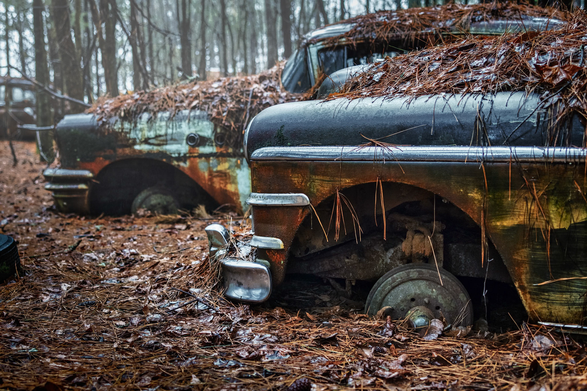 SINKING INTO SILENCE  |  A carpet of wet pine needles slowly reclaims what was once a symbol of motion and freedom. Stripped of its wheels and grounded by time, the old automobile seems to have surrendered to the forest, its faded paint reflecting the muted colors of a rainy day. The soft mist and shallow depth of field create a quiet, almost melancholy atmosphere.What makes this image compelling is the contrast between permanence and decay. Built to travel great distances, the car now sits motionless as seasons pass overhead, each year adding another layer of needles and leaves. Nature is patient. Eventually, even steel yields to the slow rhythm of the woods.