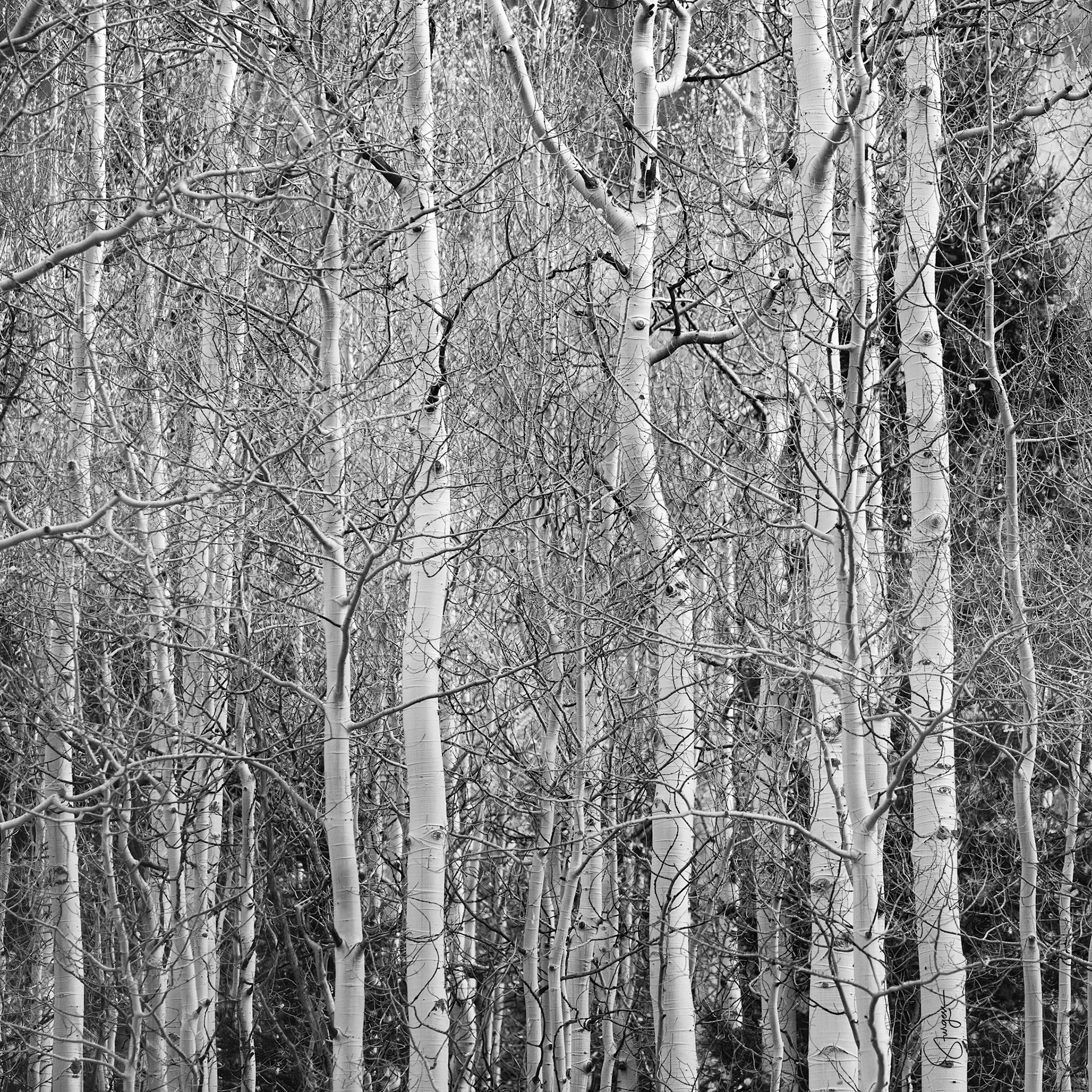 ASPEN FOREST | COLORADO